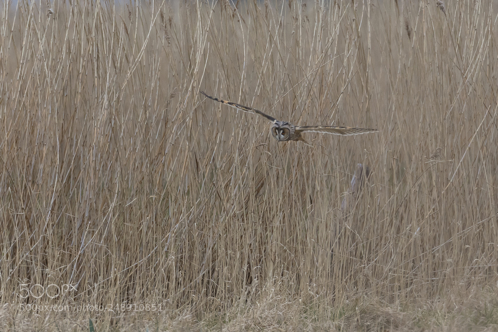 Nikon D7200 sample photo. Field owl photography