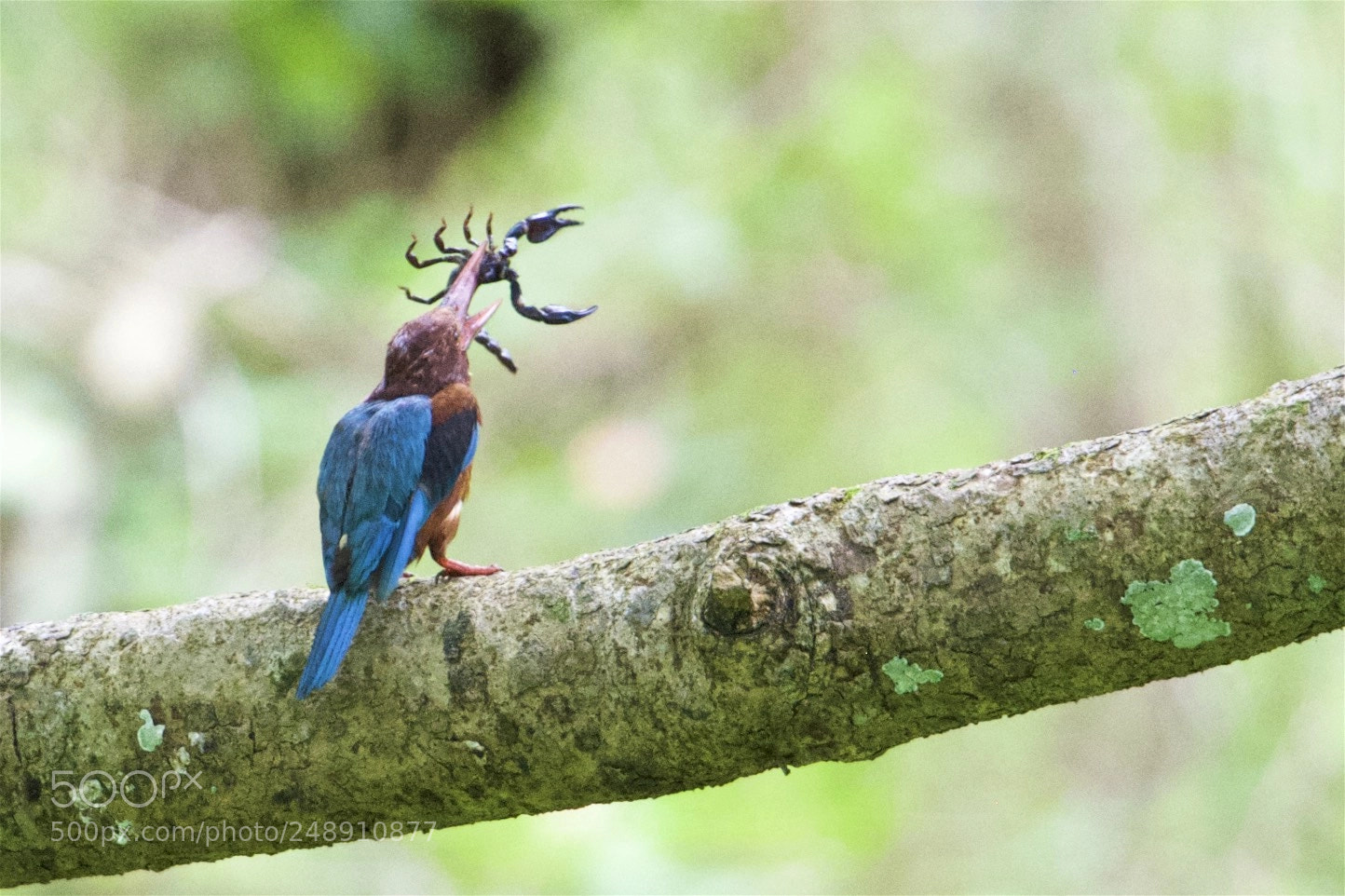 Nikon D5 sample photo. The kingfisher and the photography