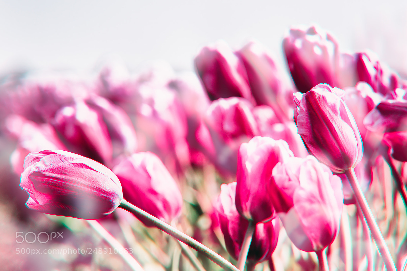 Nikon D810 sample photo. Tulips field in the photography
