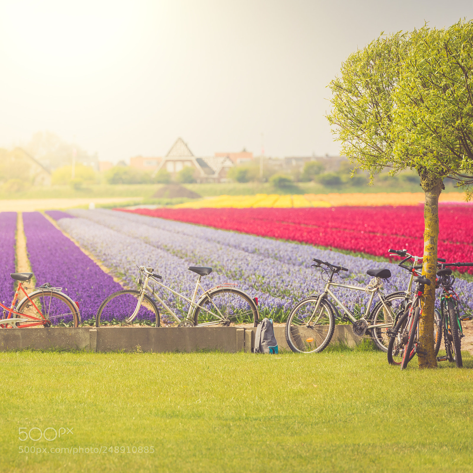 Nikon D810 sample photo. Multicolored tulips field in photography