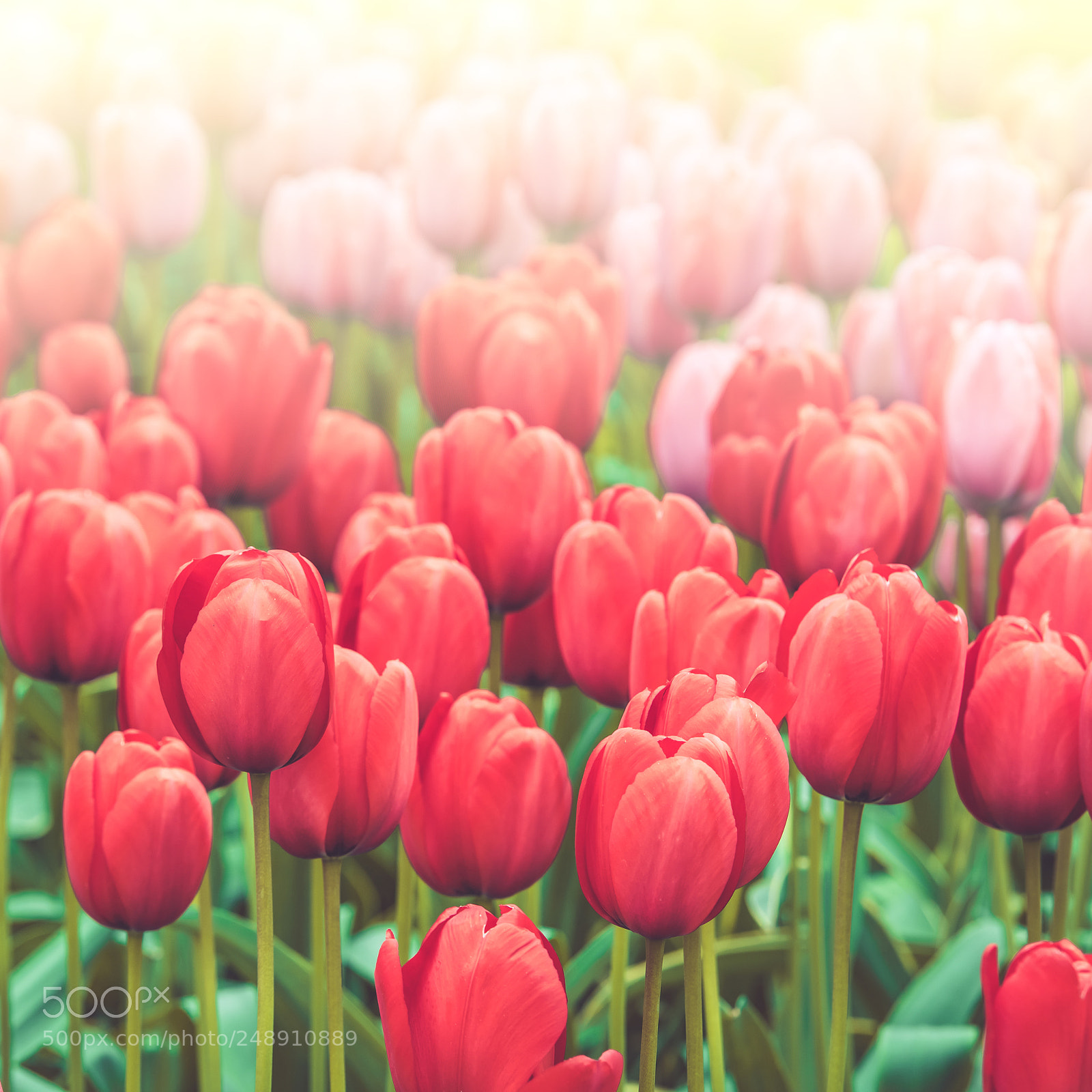 Nikon D810 sample photo. Multicolored tulips field in photography