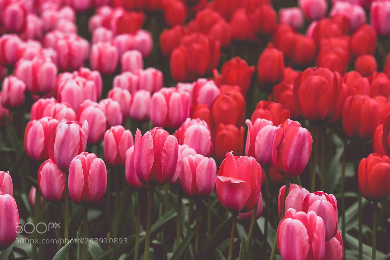 Nikon D810 sample photo. Multicolored tulips field in photography