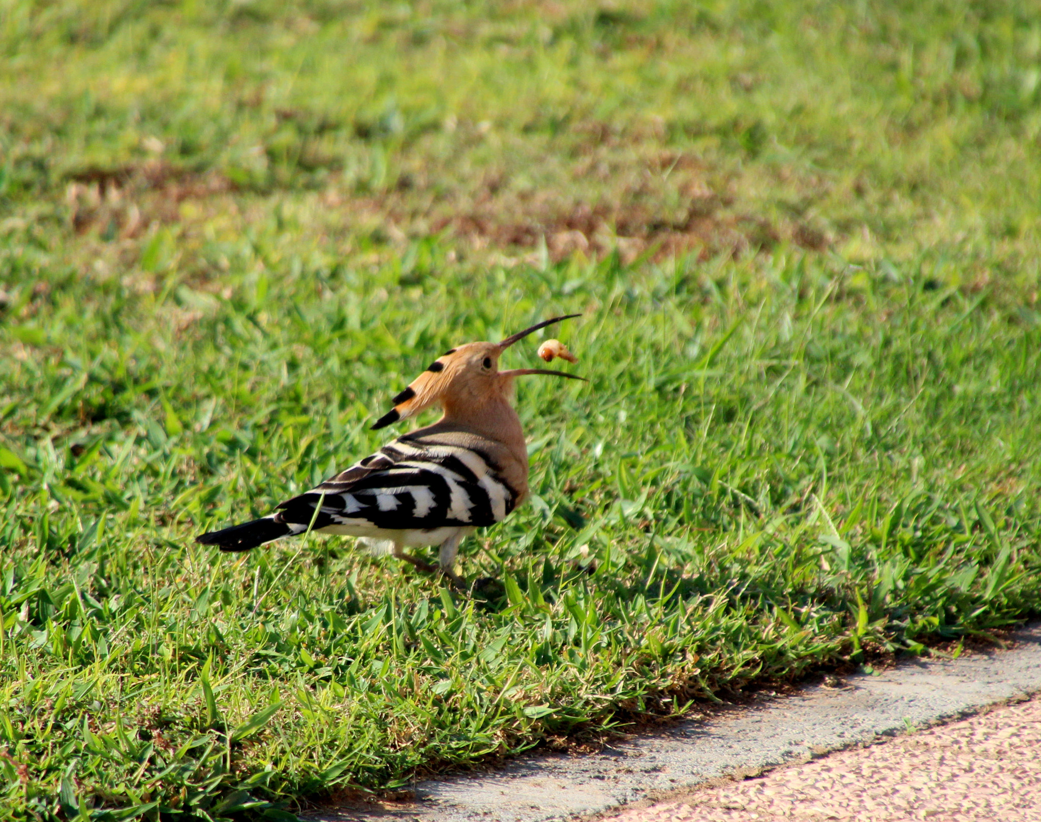 Canon EOS 650D (EOS Rebel T4i / EOS Kiss X6i) sample photo. Eurasian hoopoe photography