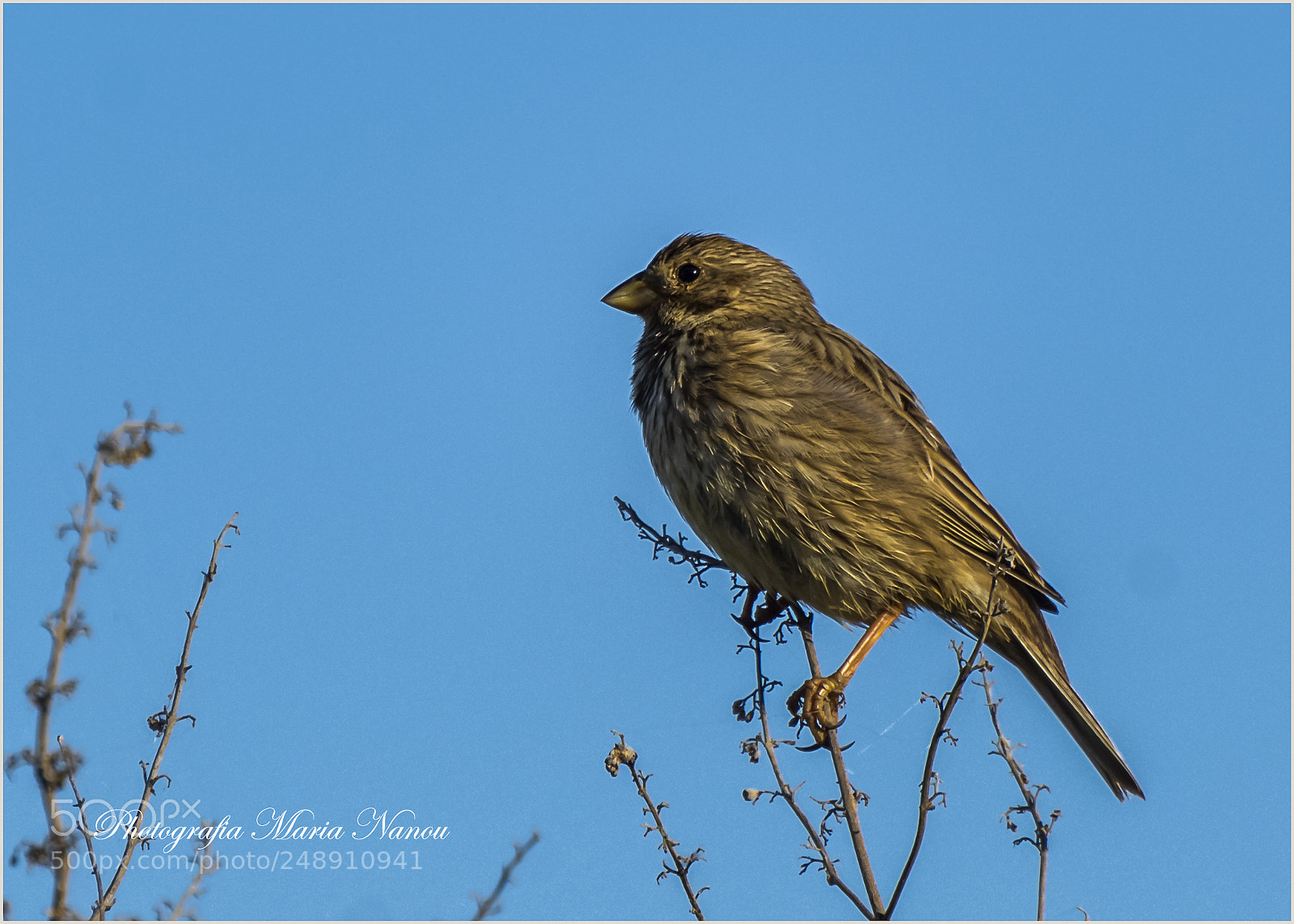 Nikon D7200 sample photo. Bird photography