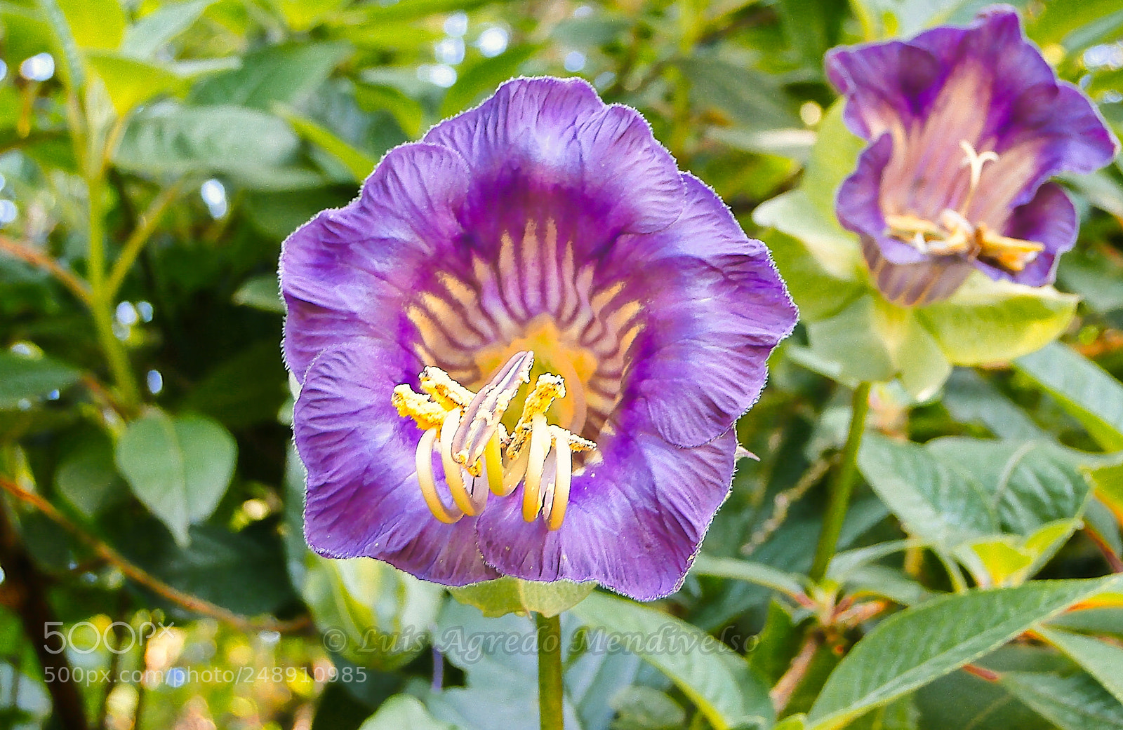Sony Cyber-shot DSC-HX1 sample photo. Beautiful purple flower photography