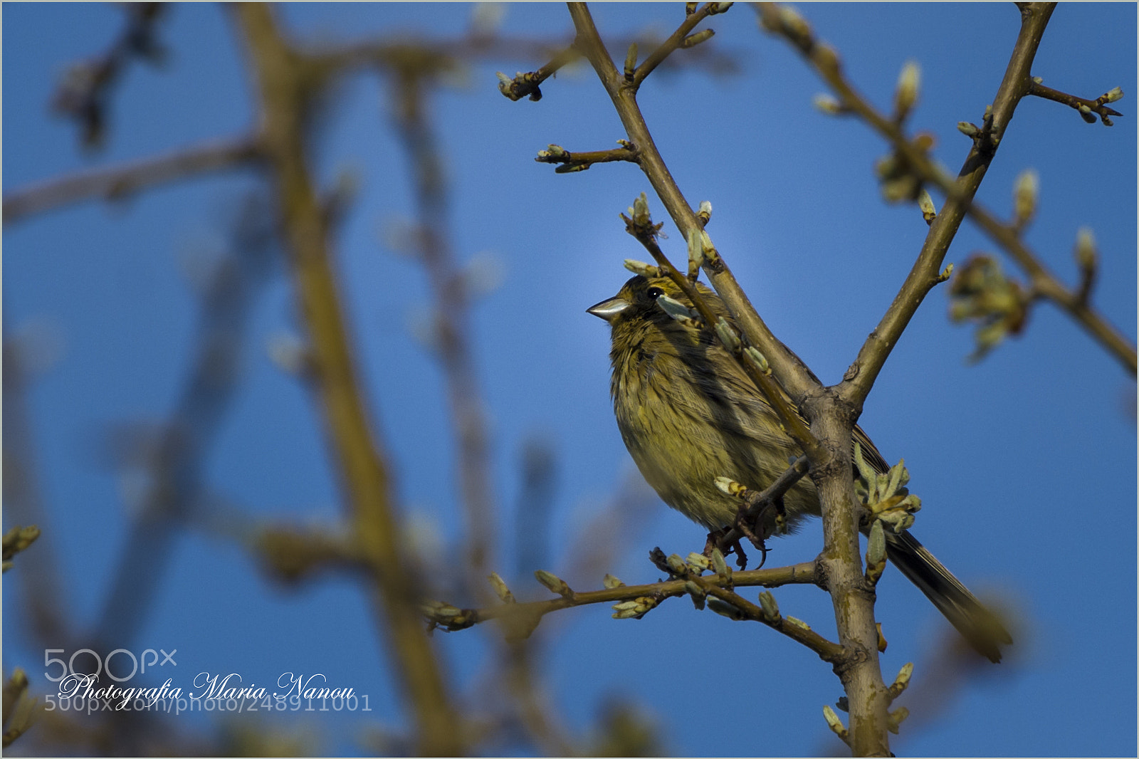 Nikon D7200 sample photo. Birds photography