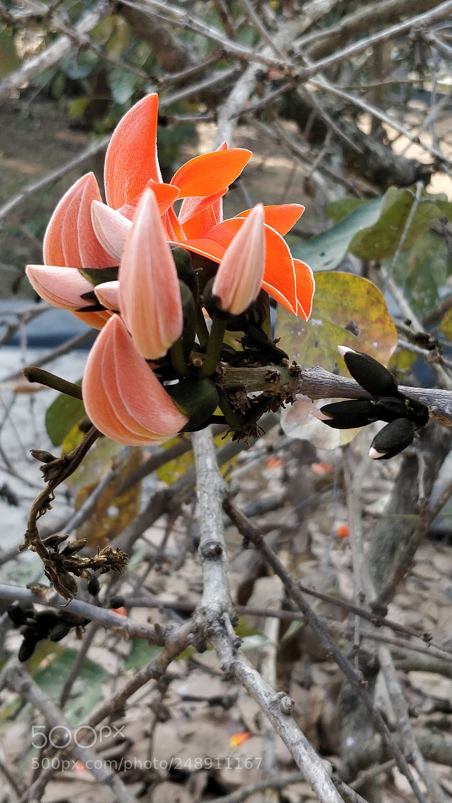 OnePlus 5 sample photo. Bloom photography