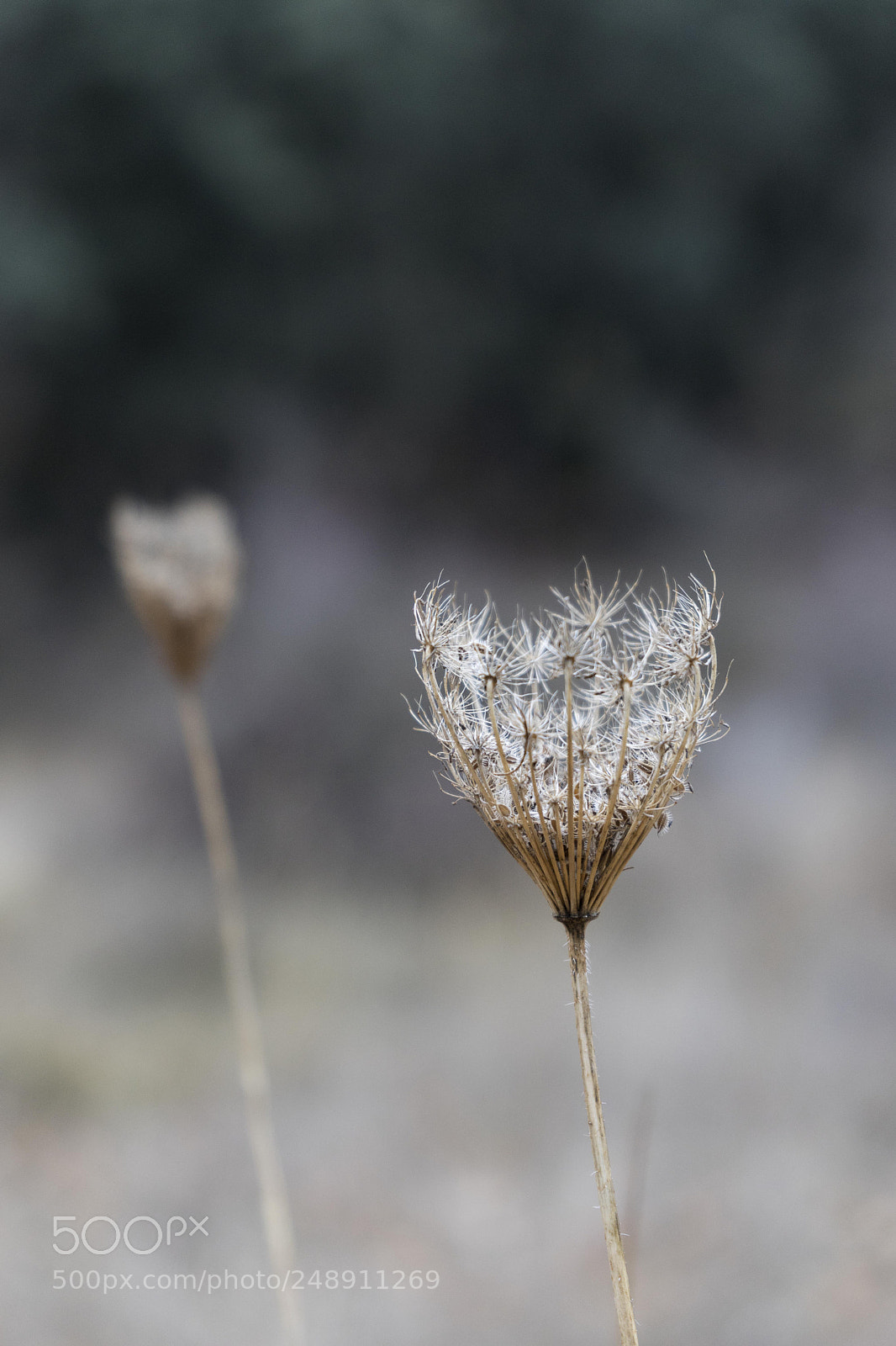 Sony a7 sample photo. S dsc photography