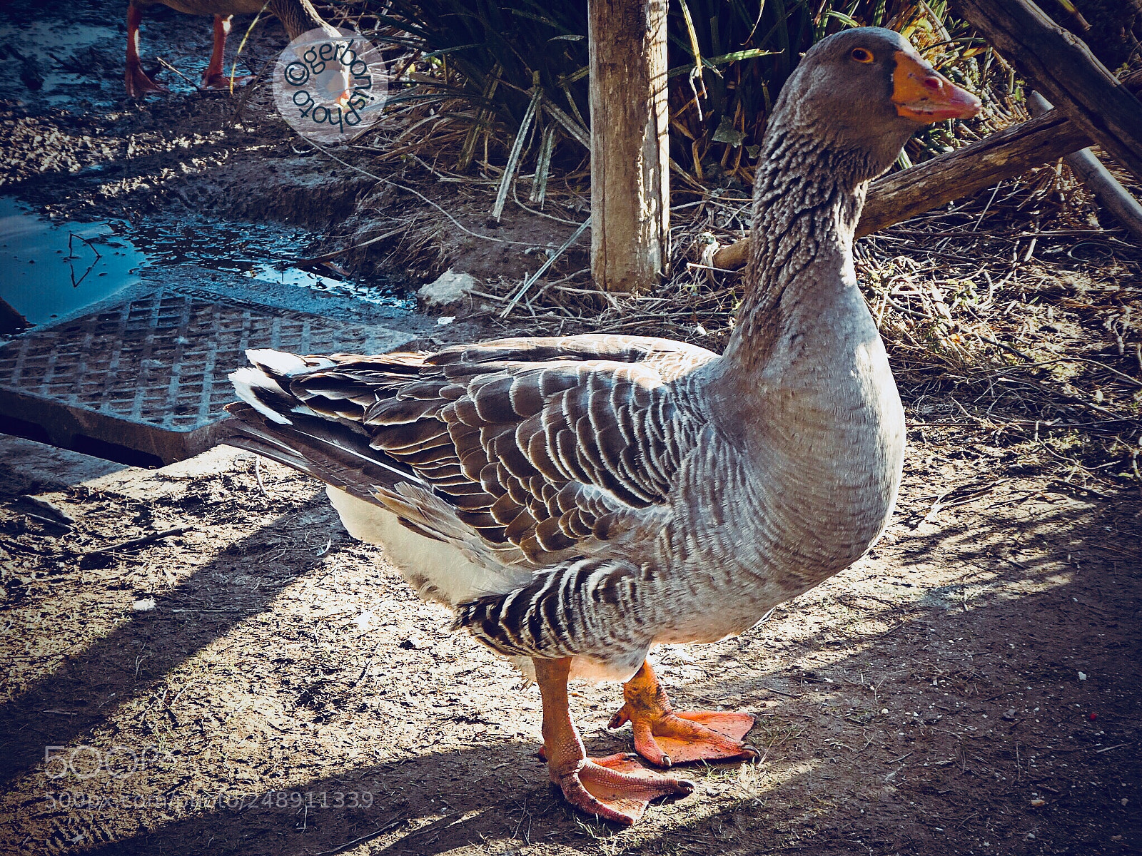 Panasonic Lumix DC-ZS70 (Lumix DC-TZ90) sample photo. Portrait of a wild photography