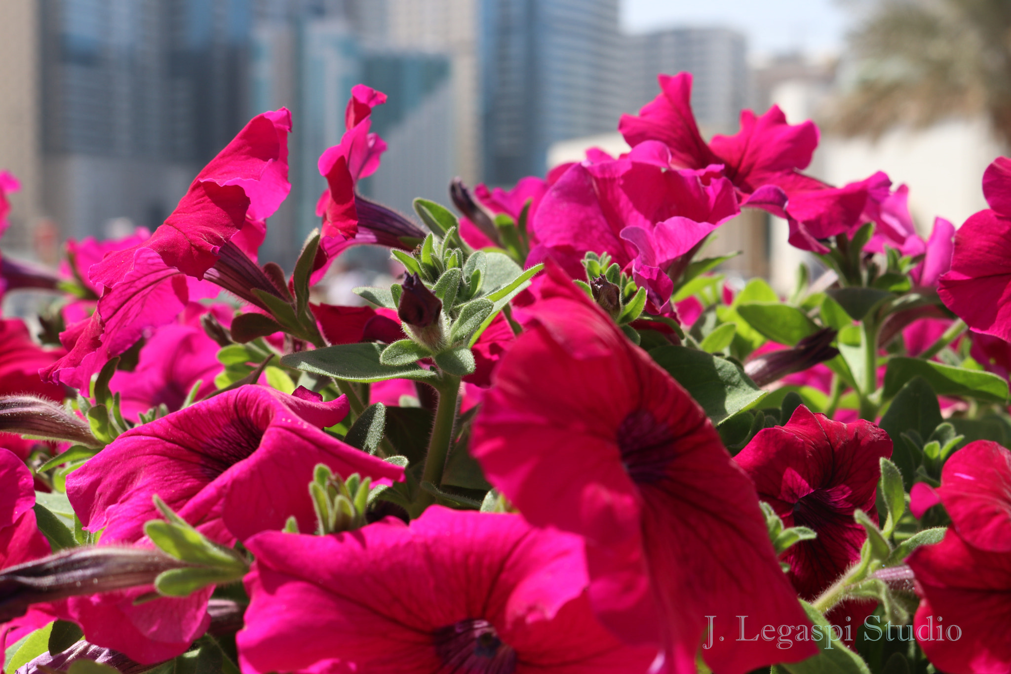 Canon EOS 80D sample photo. C photography