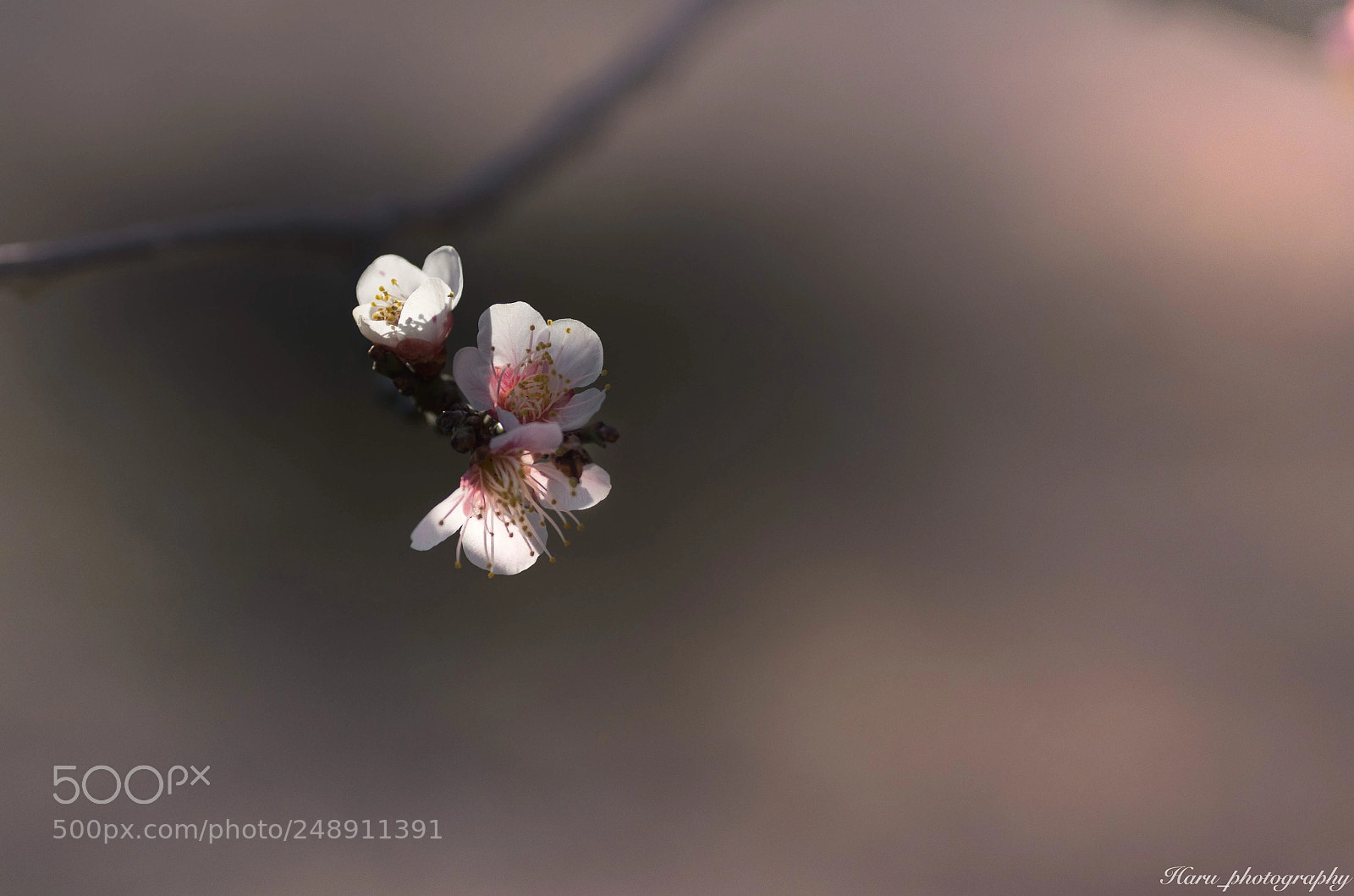 Pentax K-50 sample photo. 春のひかり photography