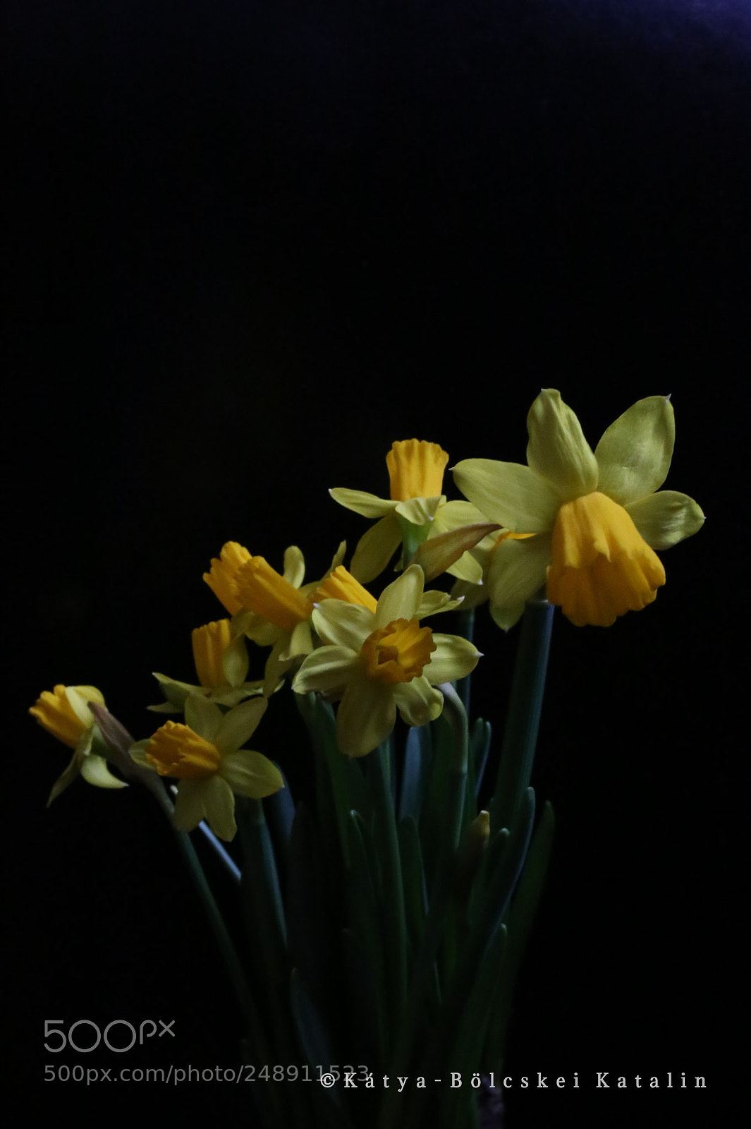 Sigma 35mm F1.4 DG HSM Art sample photo. Nárcisz photography