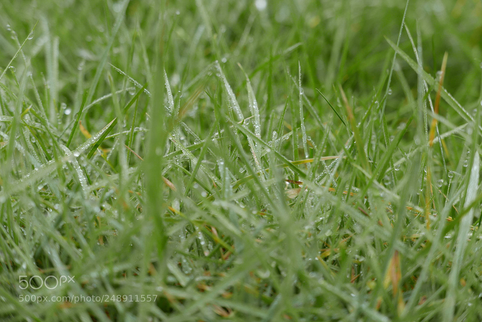 Panasonic Lumix DMC-LX100 sample photo. Grass photography