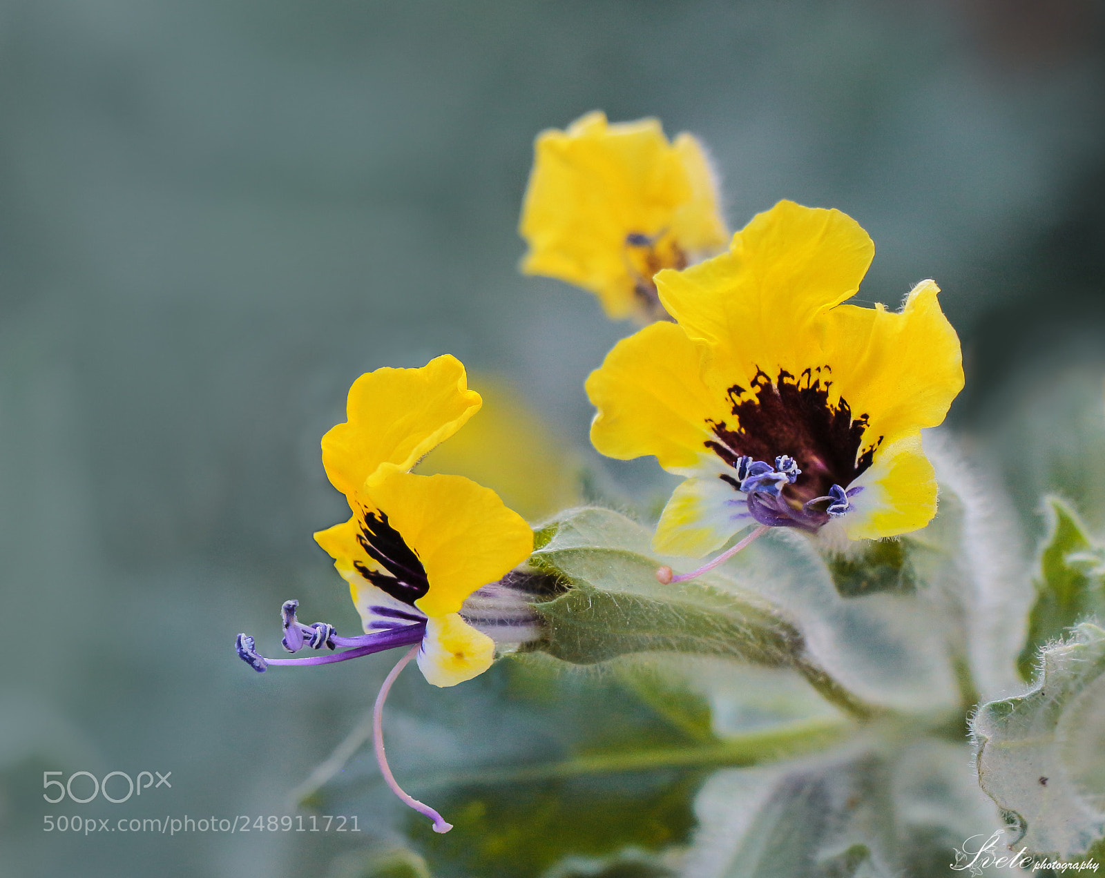 Canon EOS 700D (EOS Rebel T5i / EOS Kiss X7i) sample photo. Golden henbane photography