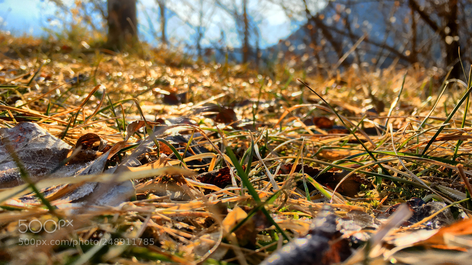 Apple iPhone 6s sample photo. Autumn photography