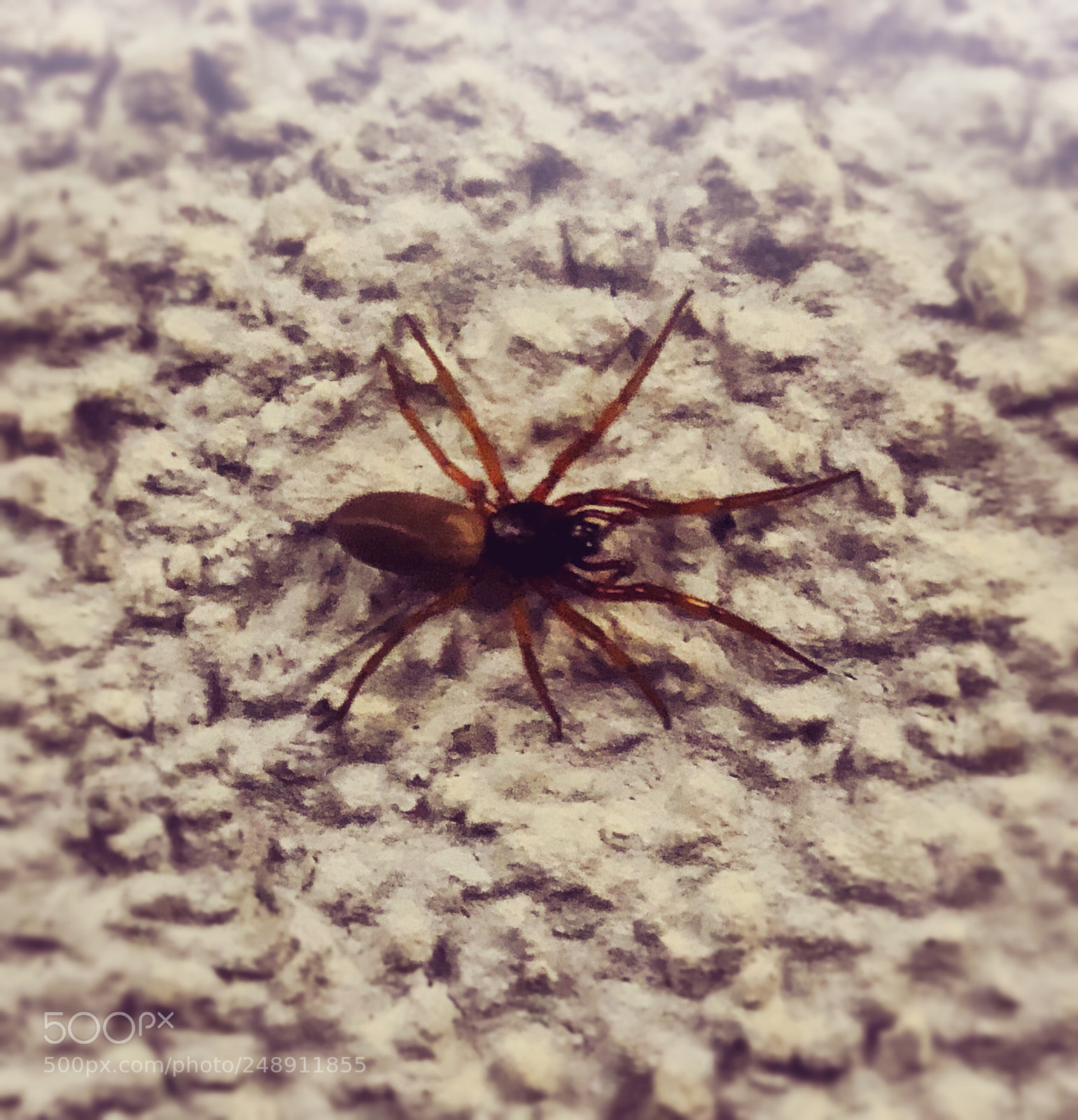 Apple iPhone X sample photo. 8 legs photography