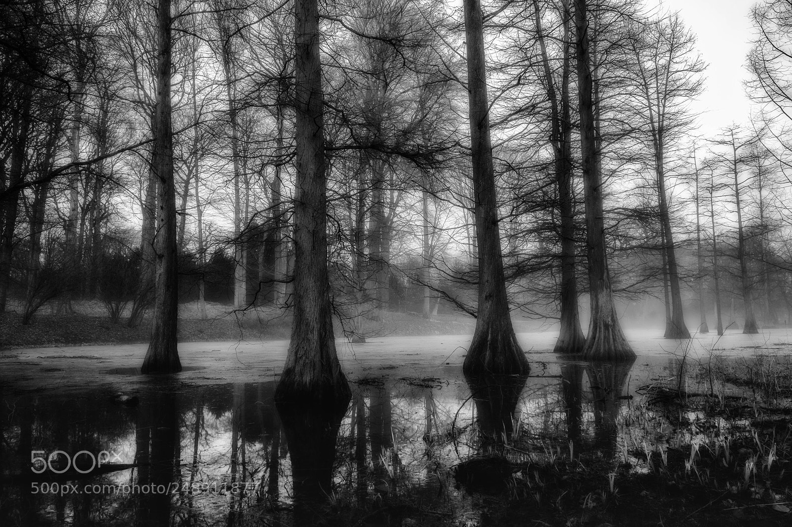 Fujifilm X-T20 sample photo. Mystical rombergpark photography