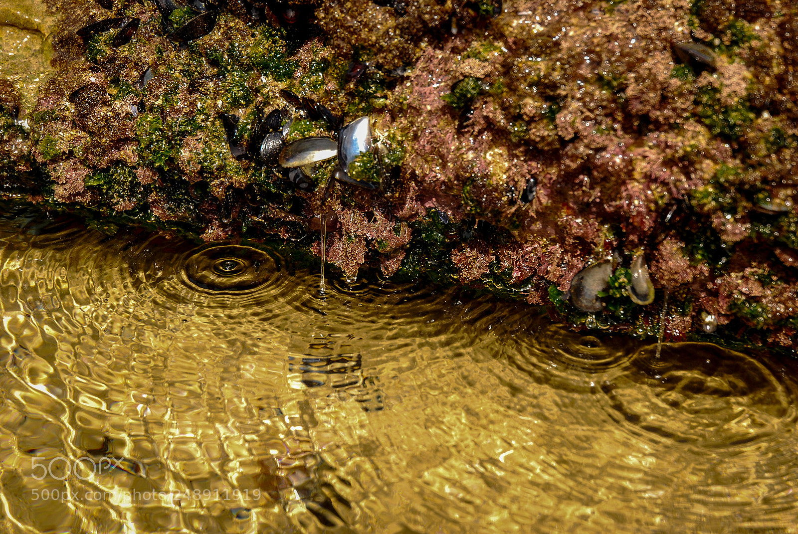Nikon D80 sample photo. Lagoa e mexilh es photography