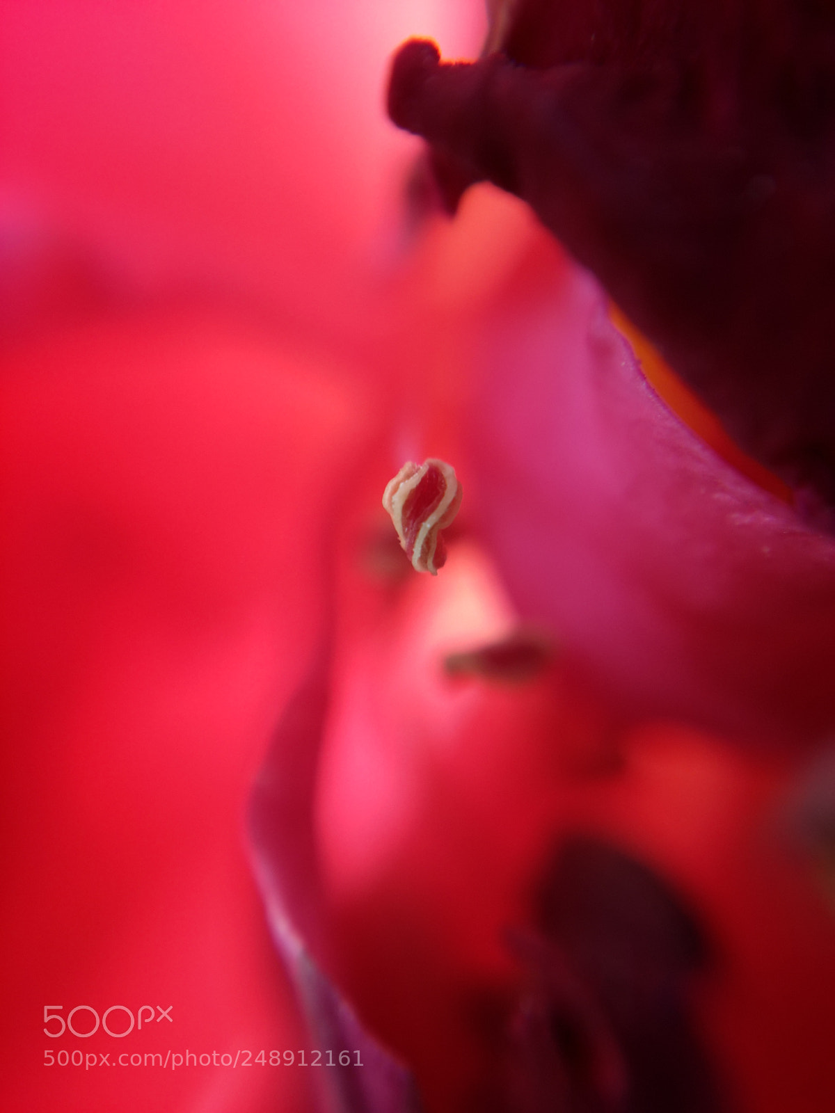 Samsung Galaxy S4 sample photo. Rose ? photography