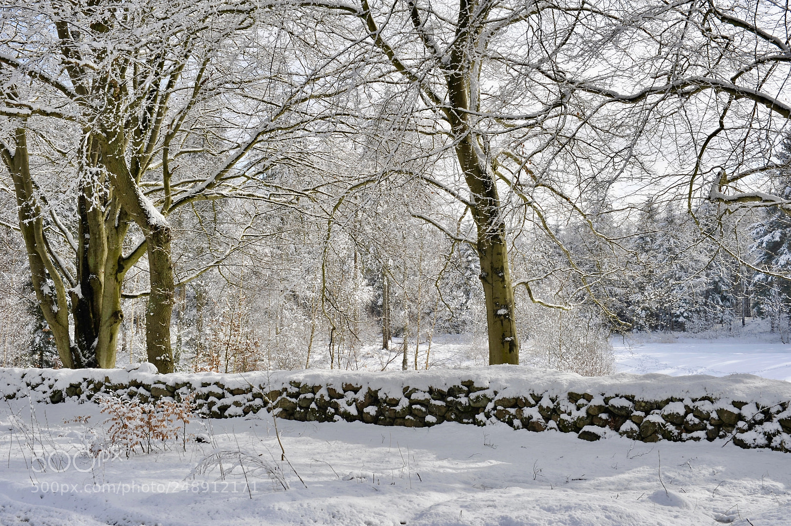 Nikon D700 sample photo. Wintry scenery ............ photography