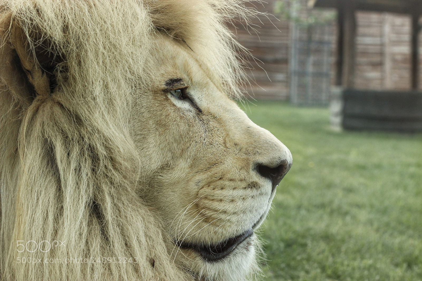 Canon EOS 600D (Rebel EOS T3i / EOS Kiss X5) sample photo. Wild white lion photography