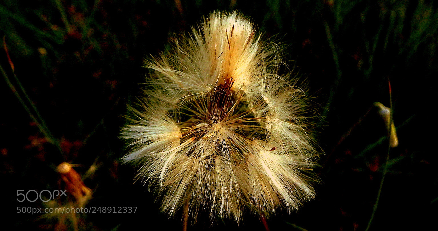 Fujifilm FinePix SL1000 sample photo. Dandelion ..... photography