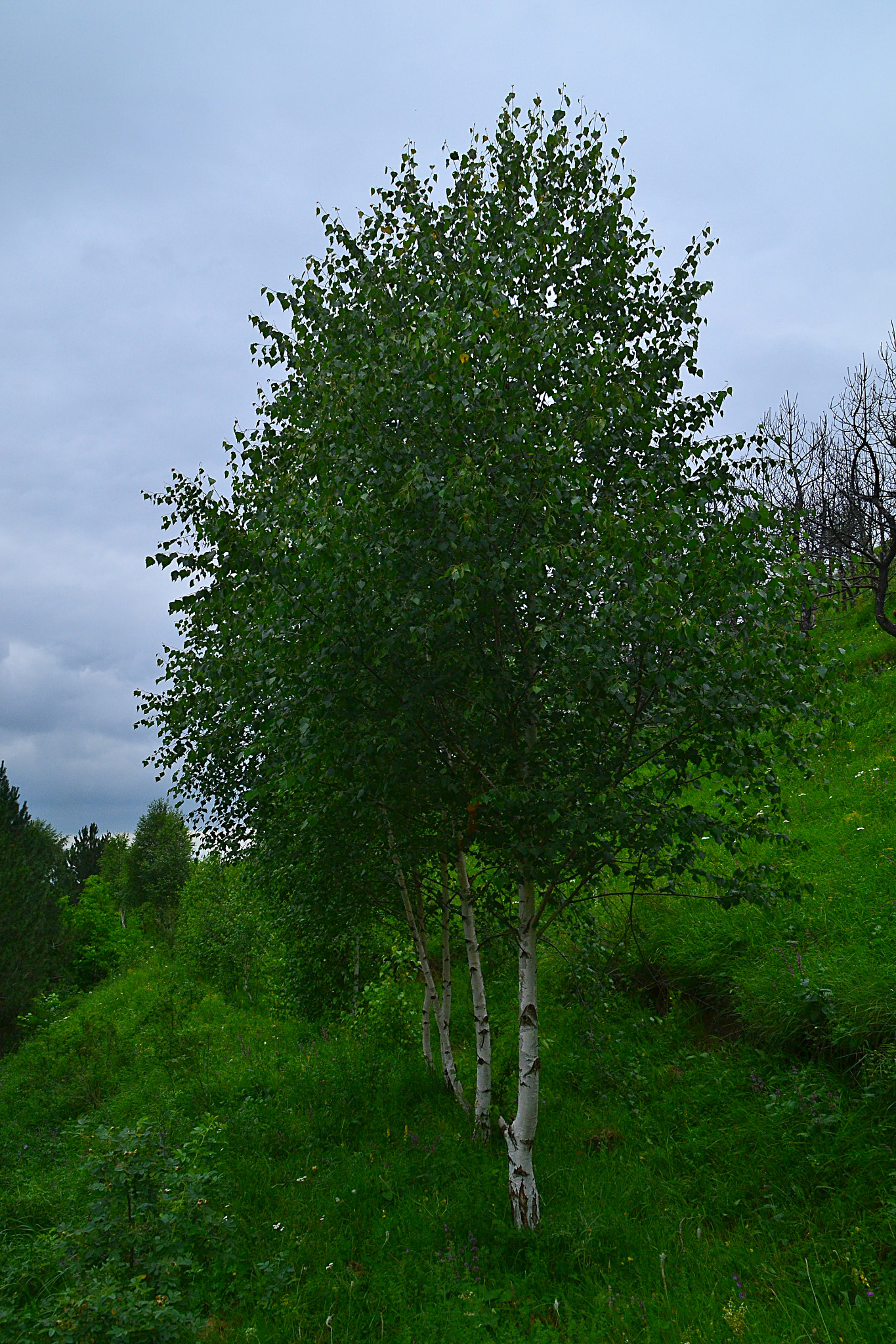 Nikon D3100 sample photo. Thin range on the terrace photography