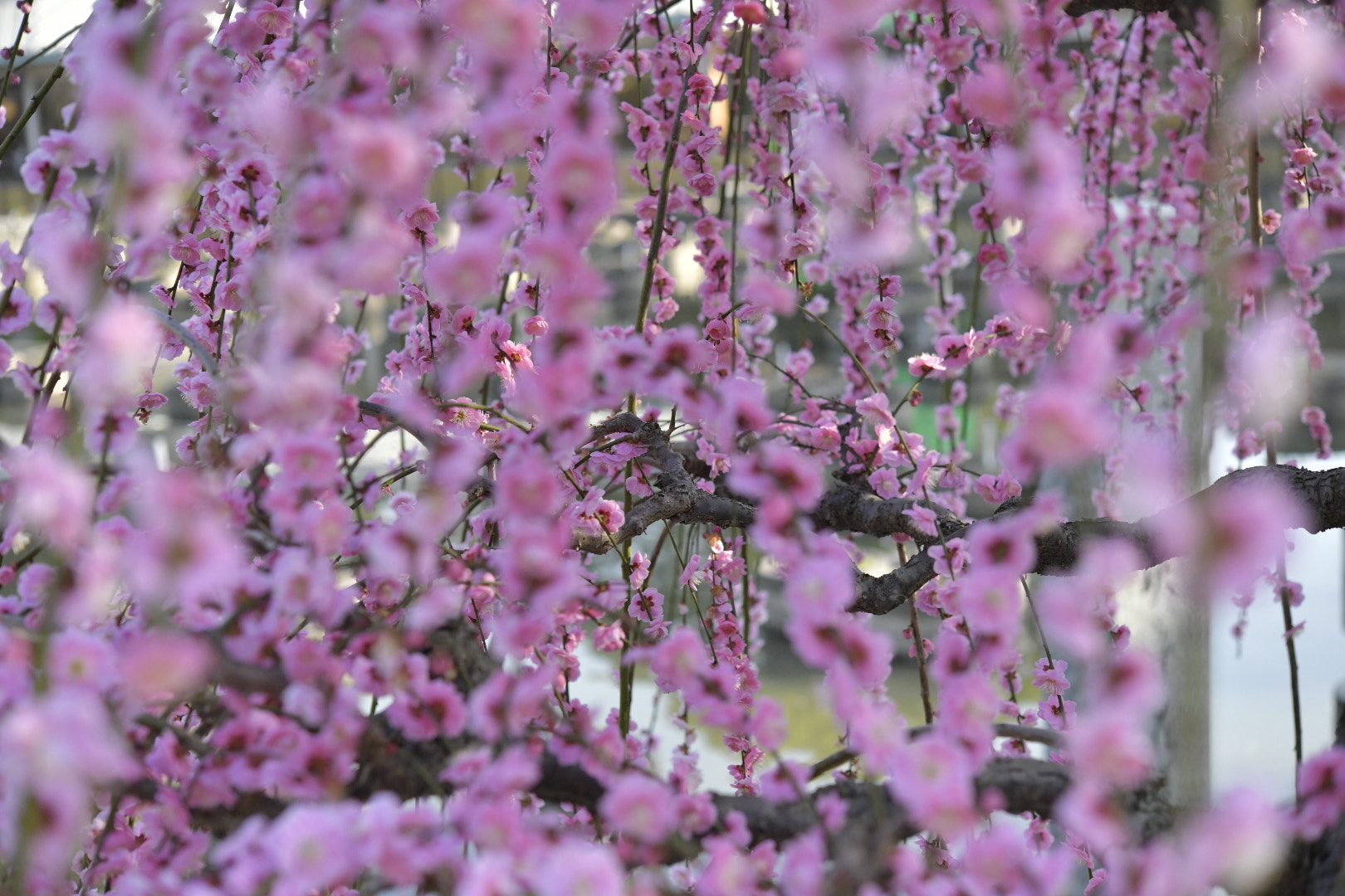 Nikon AF-S Micro-Nikkor 60mm F2.8G ED sample photo