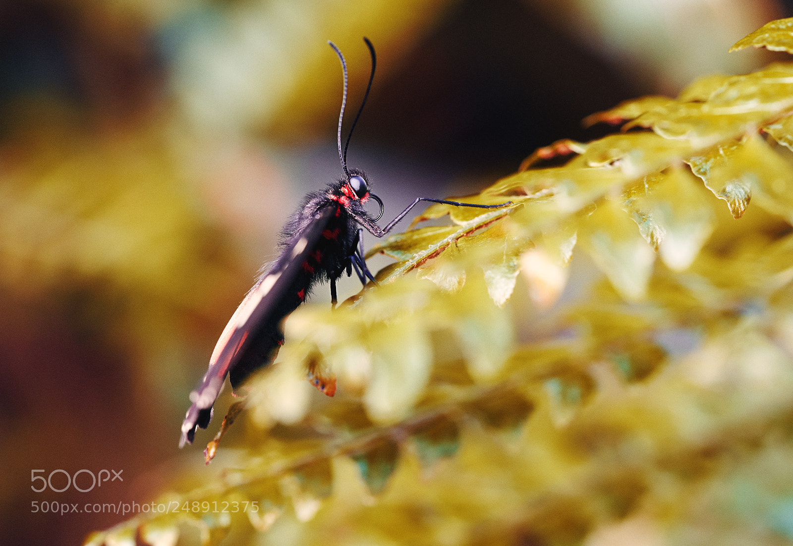 Sony a7 II sample photo. Schmetterlingspark, hamm, schmetterling, sony photography