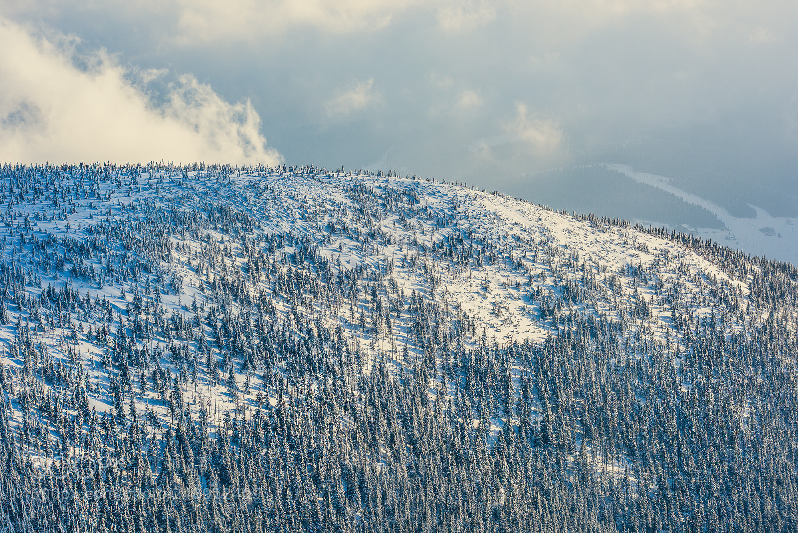 Nikon D810 sample photo. I'm walking in the photography