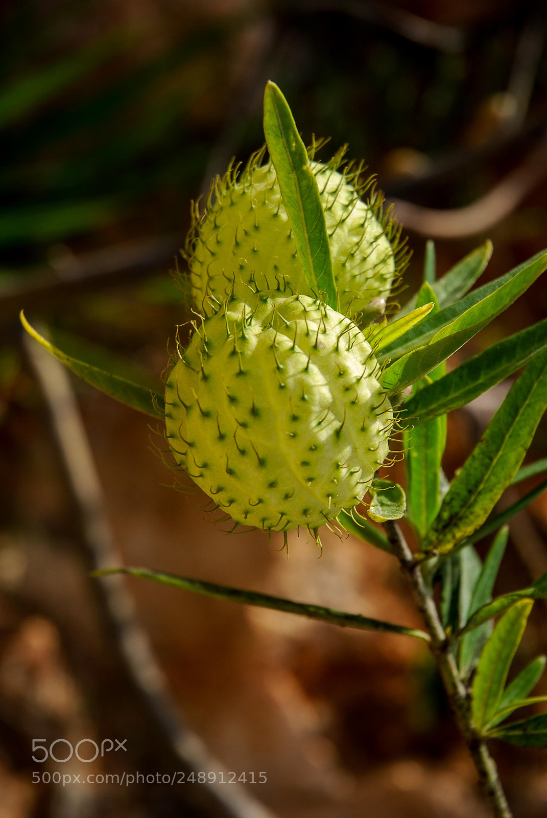 Nikon D80 sample photo. Flora da costa vicentina photography