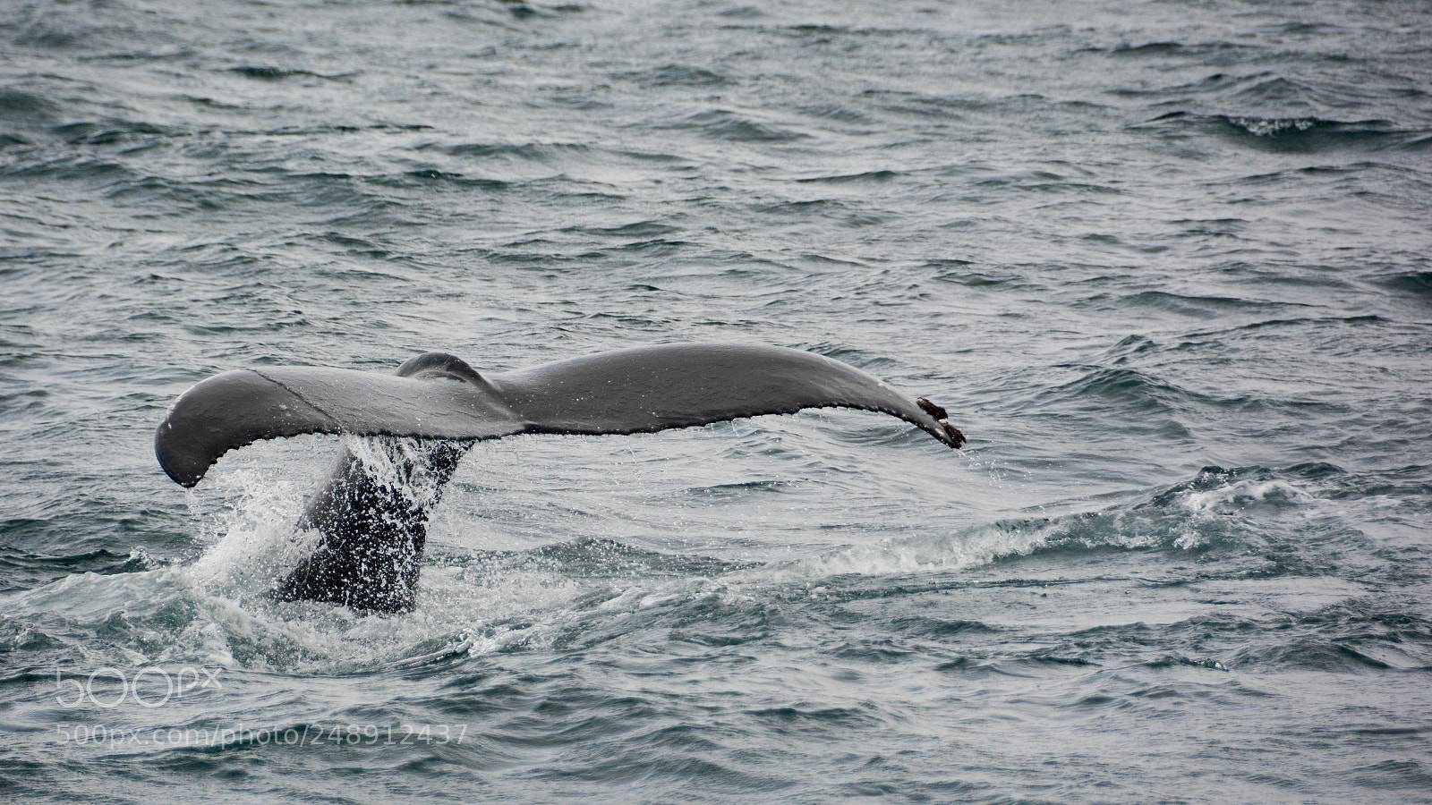 Nikon D7100 sample photo. Bye bye whale! photography