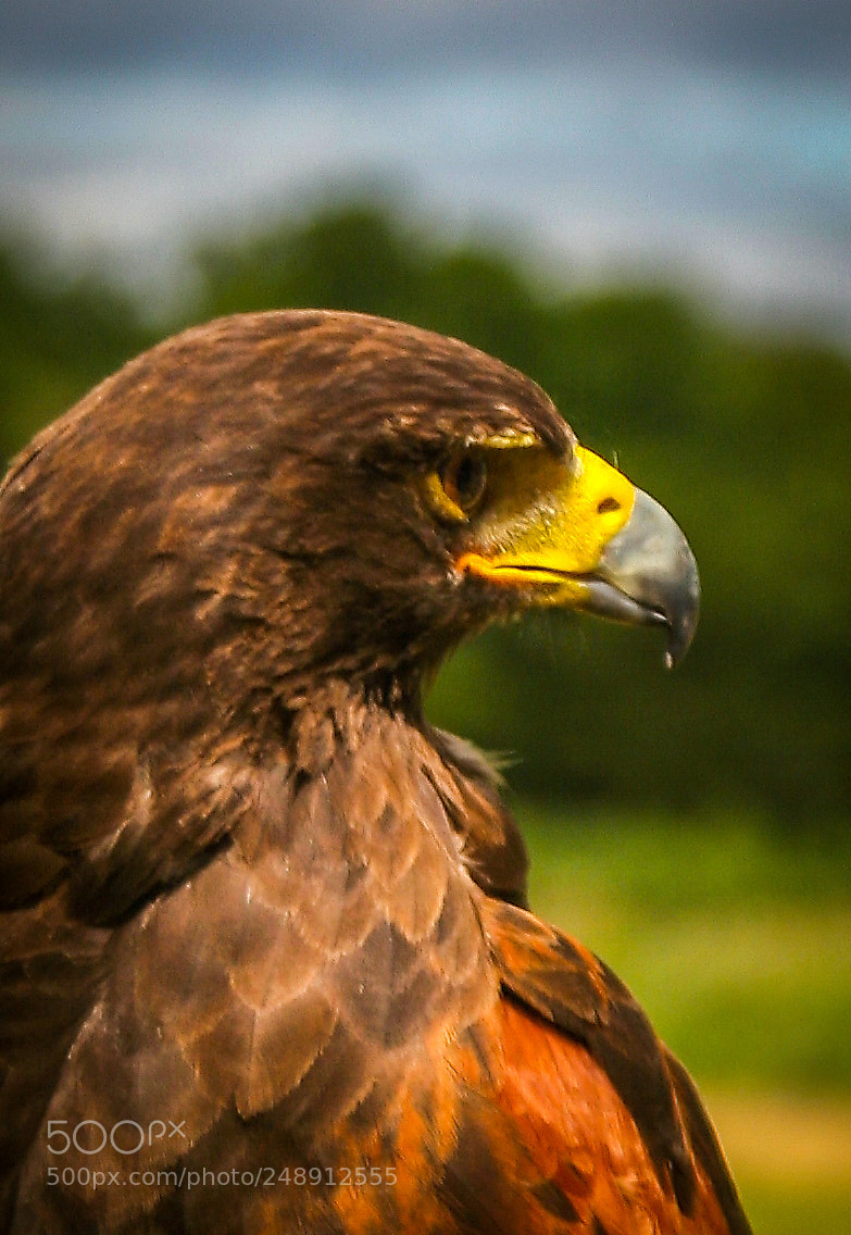 Canon EOS 20D sample photo. Hawk eye photography