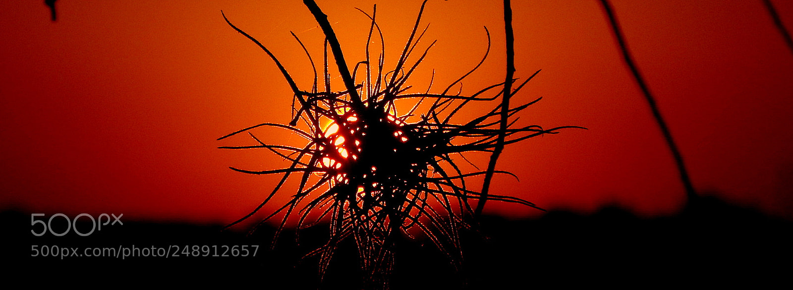 Fujifilm FinePix SL1000 sample photo. Silhouettes in the sunset photography