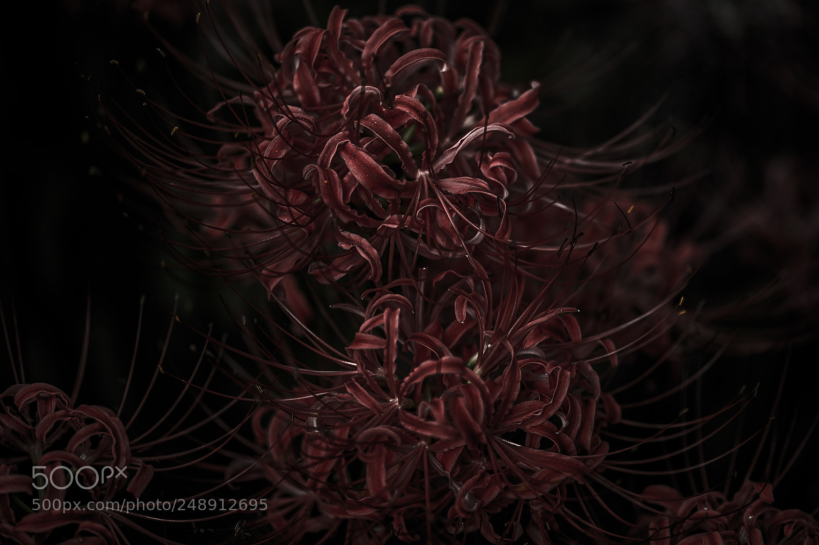 Nikon Df sample photo. 彼岸花 - cluster amaryllis photography
