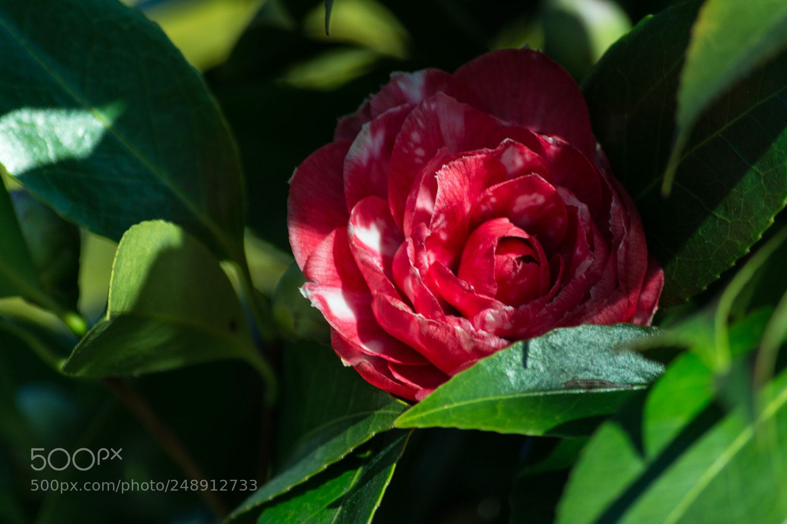 Nikon D5200 sample photo. Camelia photography