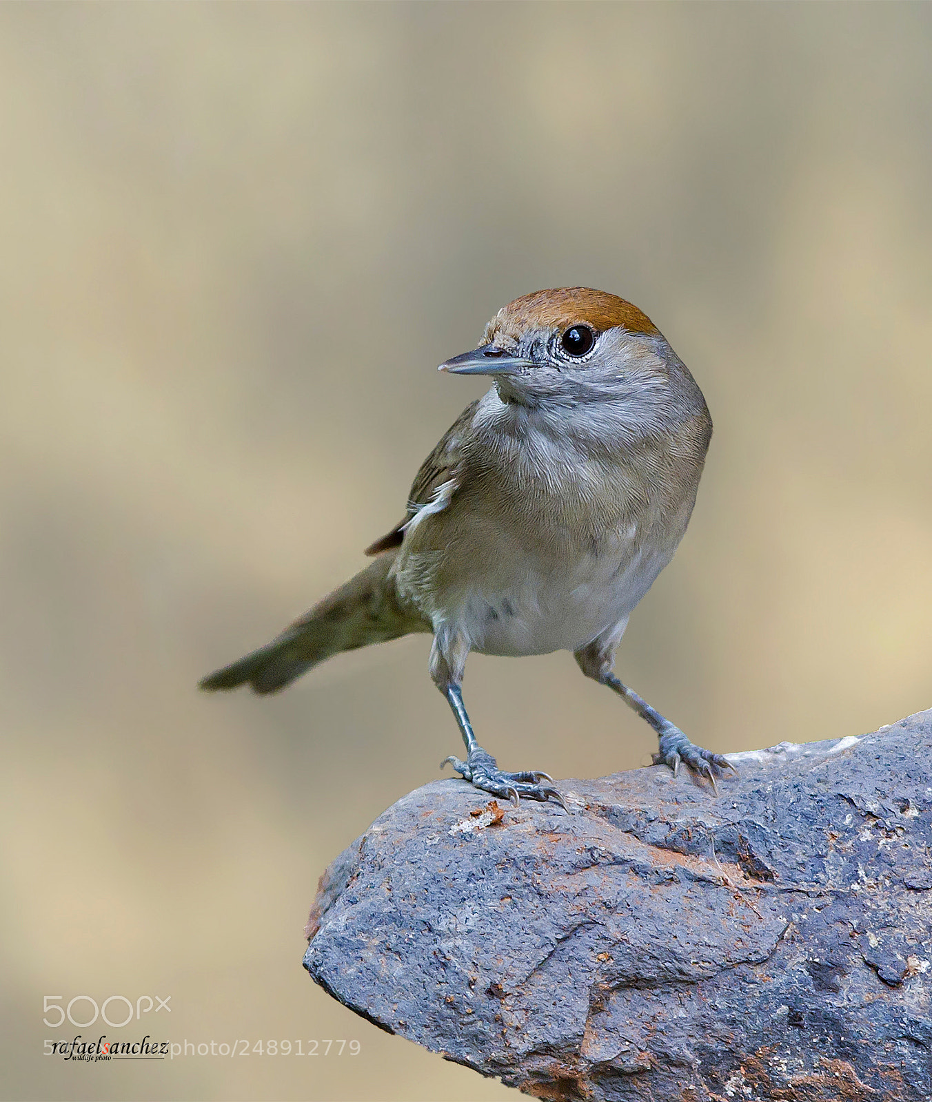 Canon EOS 7D sample photo. Curruca capirotada - eurasian photography