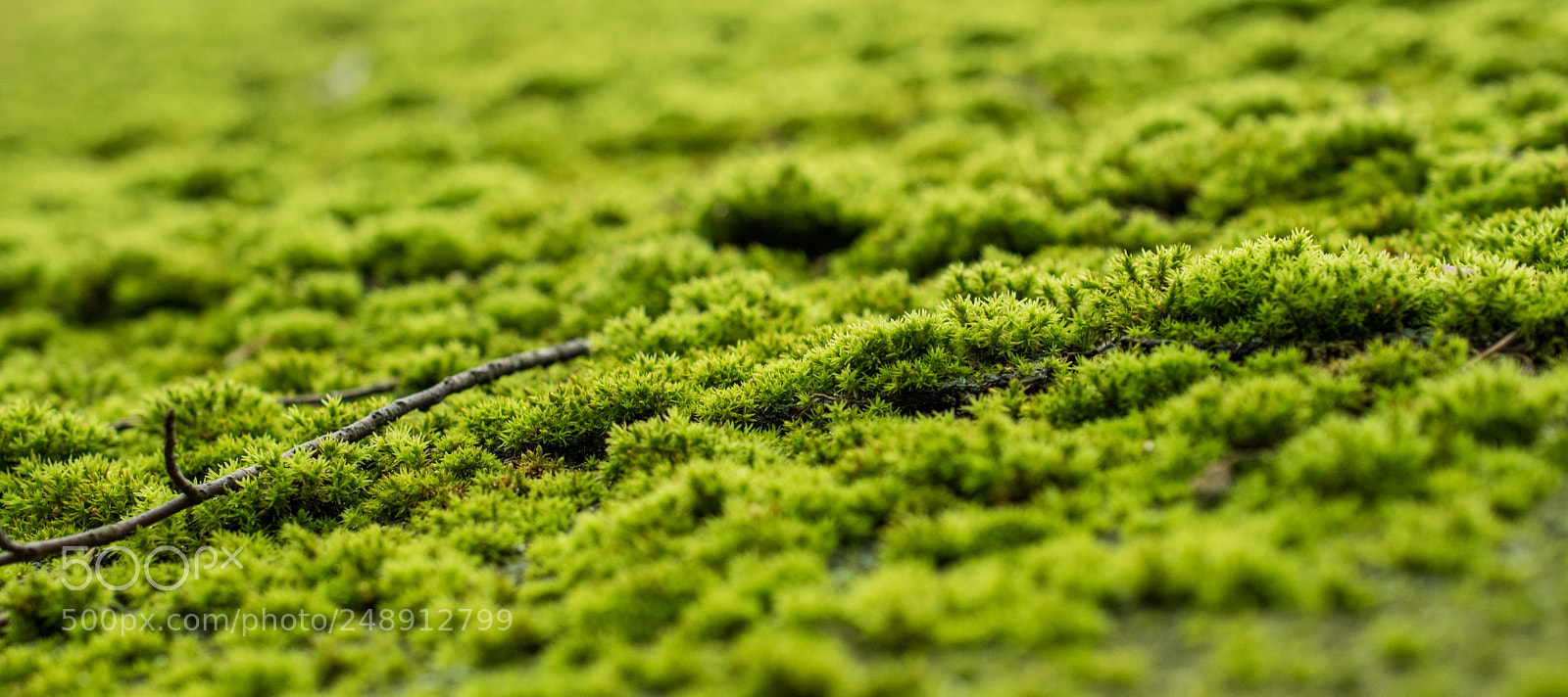 Nikon D5600 sample photo. Moss photography