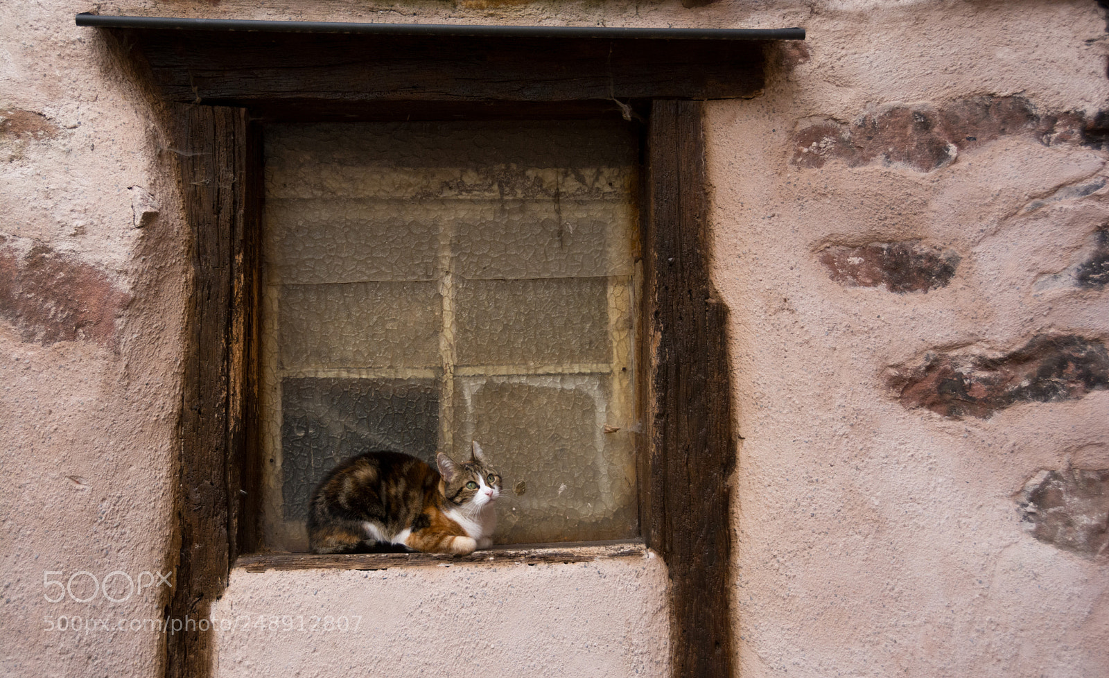 Nikon D7100 sample photo. Cat window photography