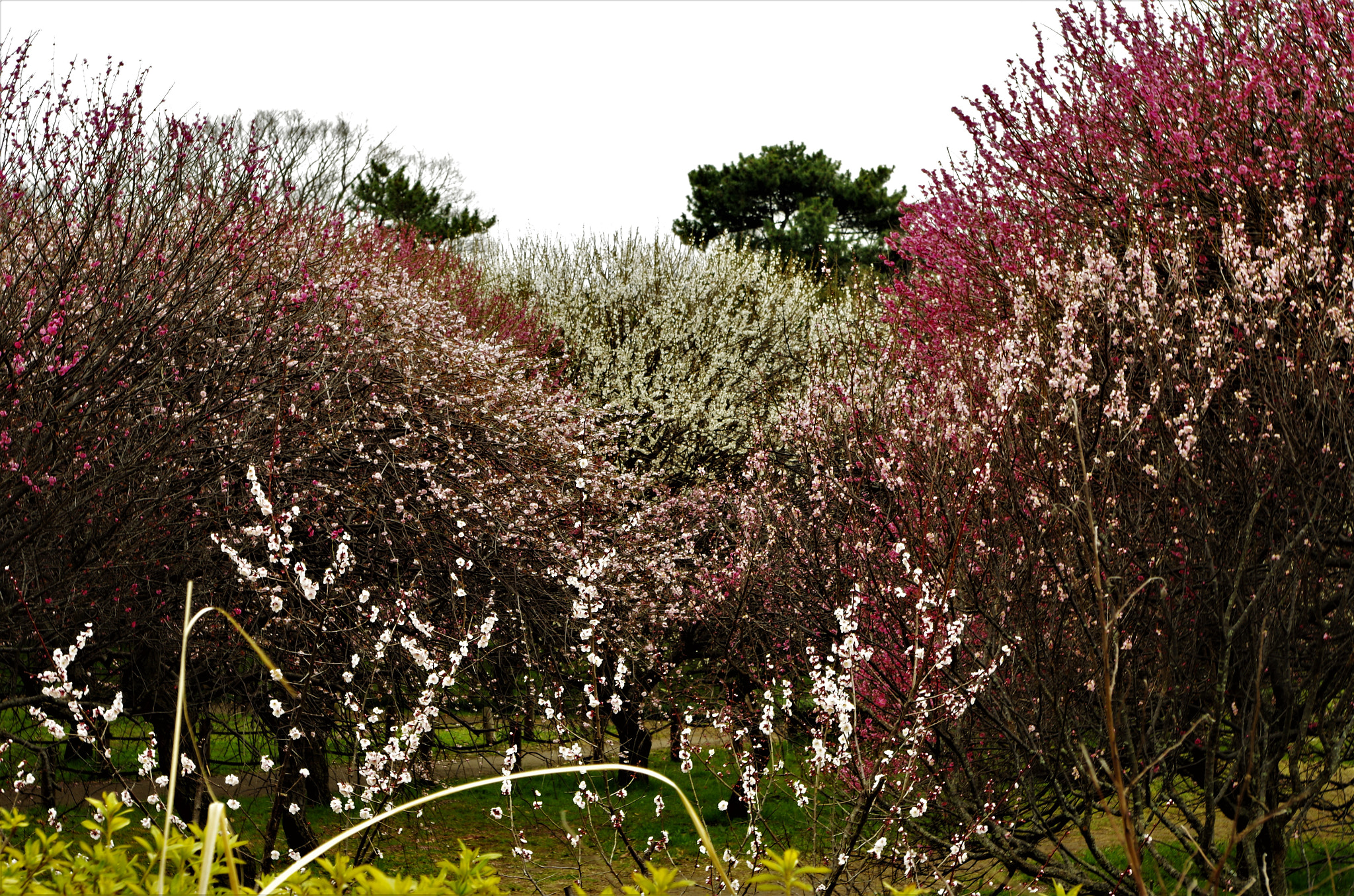 smc PENTAX-DA L 18-55mm F3.5-5.6 sample photo. Ume forest photography