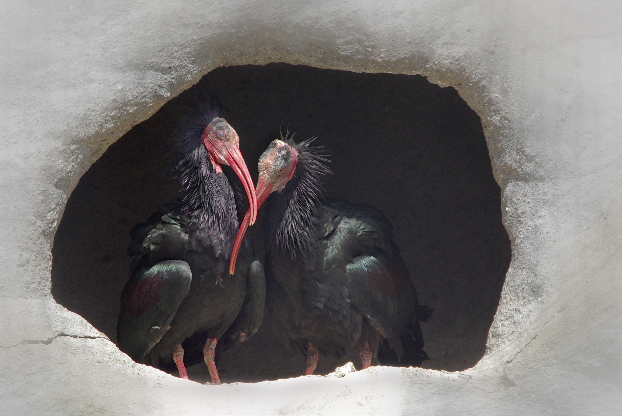 Pentax smc DA 55-300mm F4.0-5.8 ED sample photo. Love is in the air photography