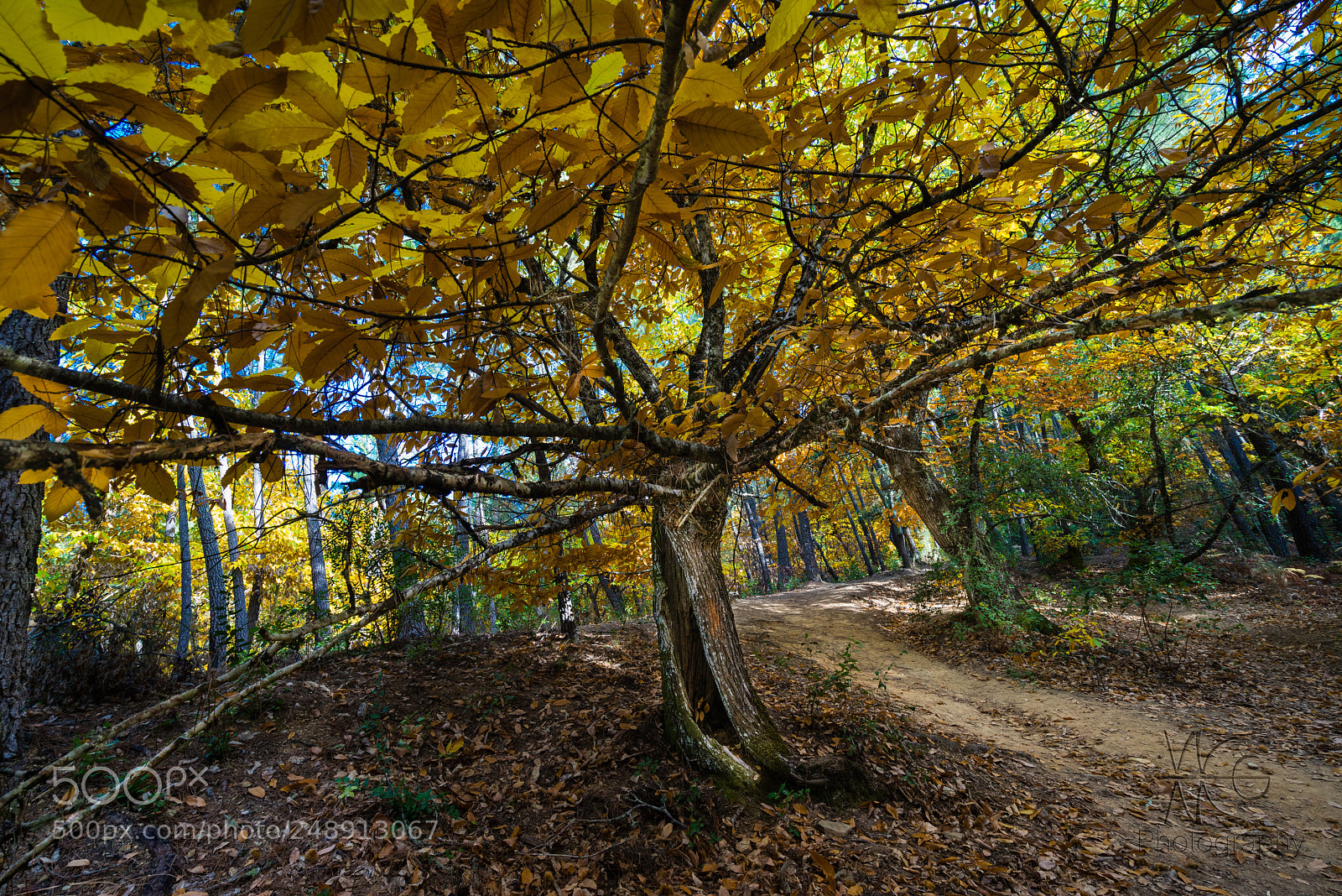 Sony a7R sample photo. Under your protection bajo photography