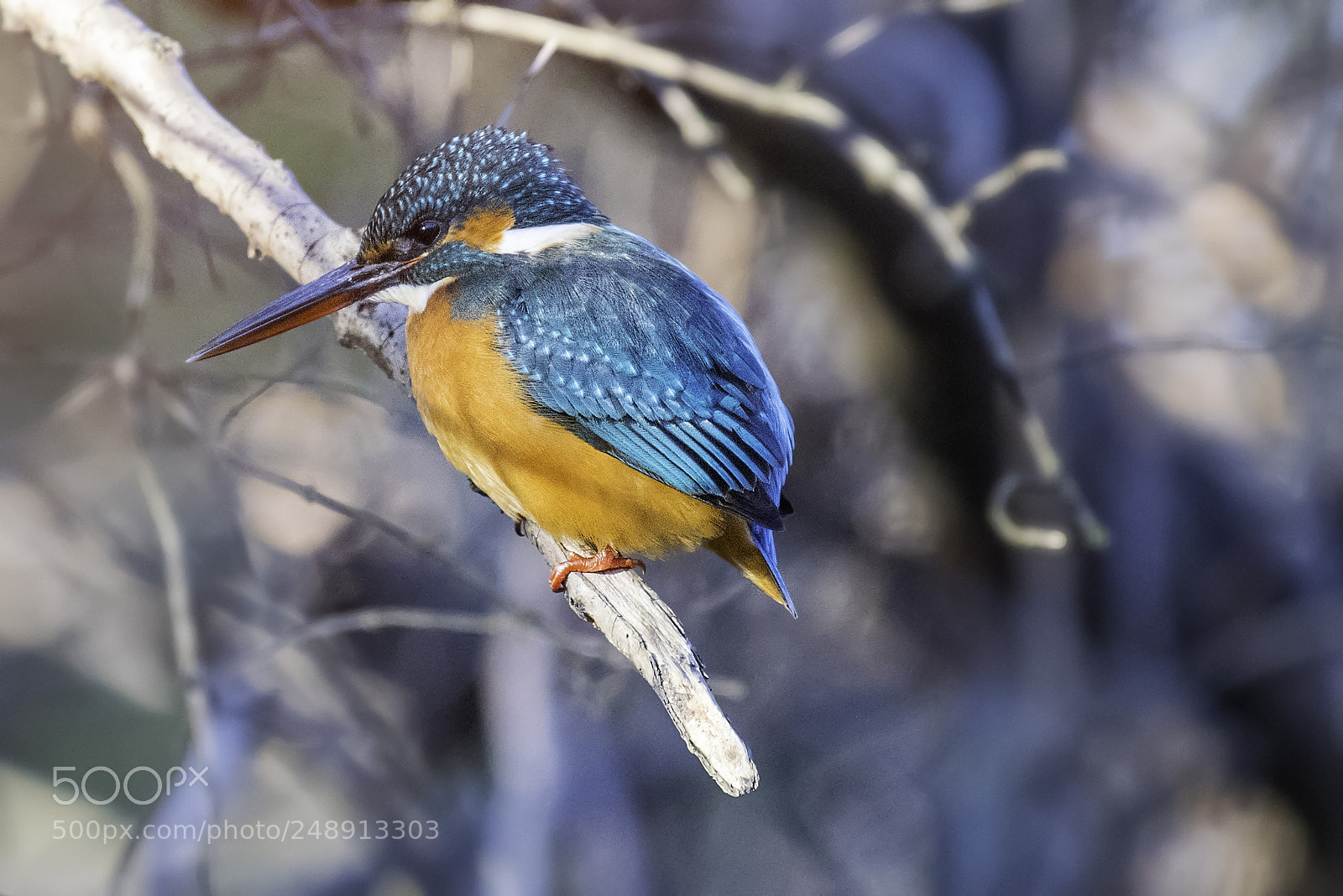 Nikon D810 sample photo. Kingfisher photography