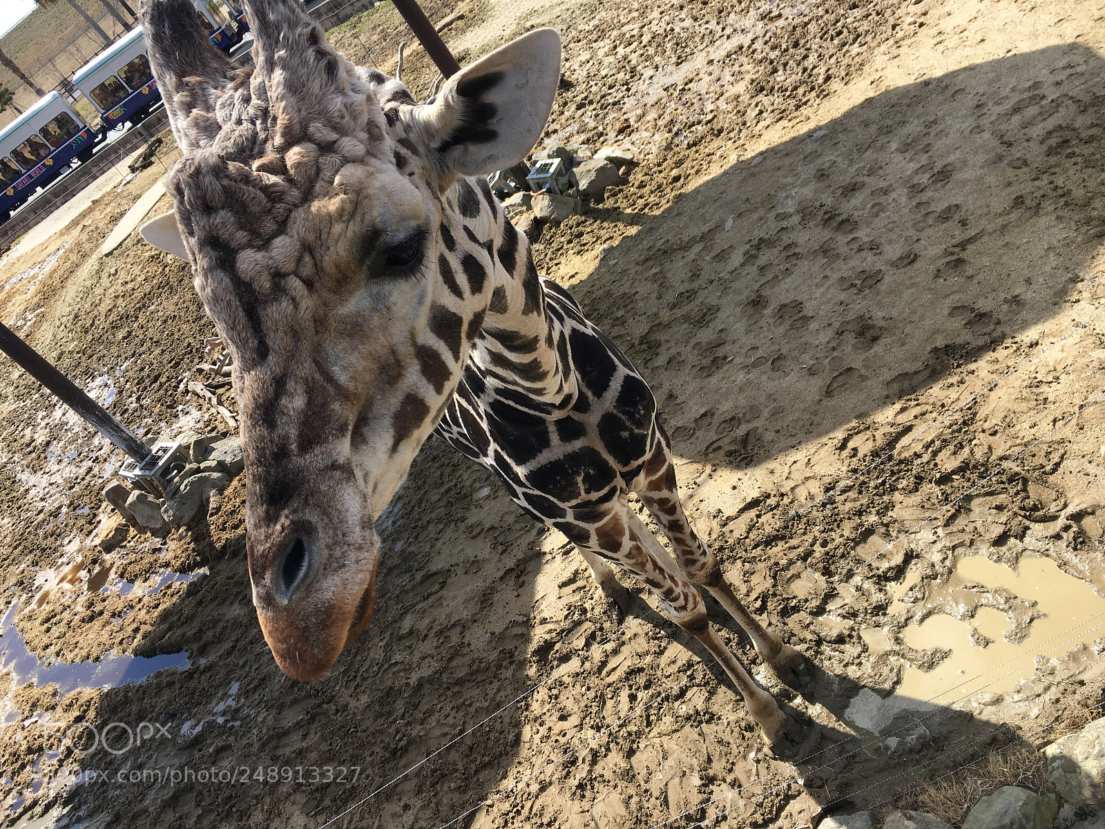 Apple iPhone 6s sample photo. Giraffa camelopardalis photography