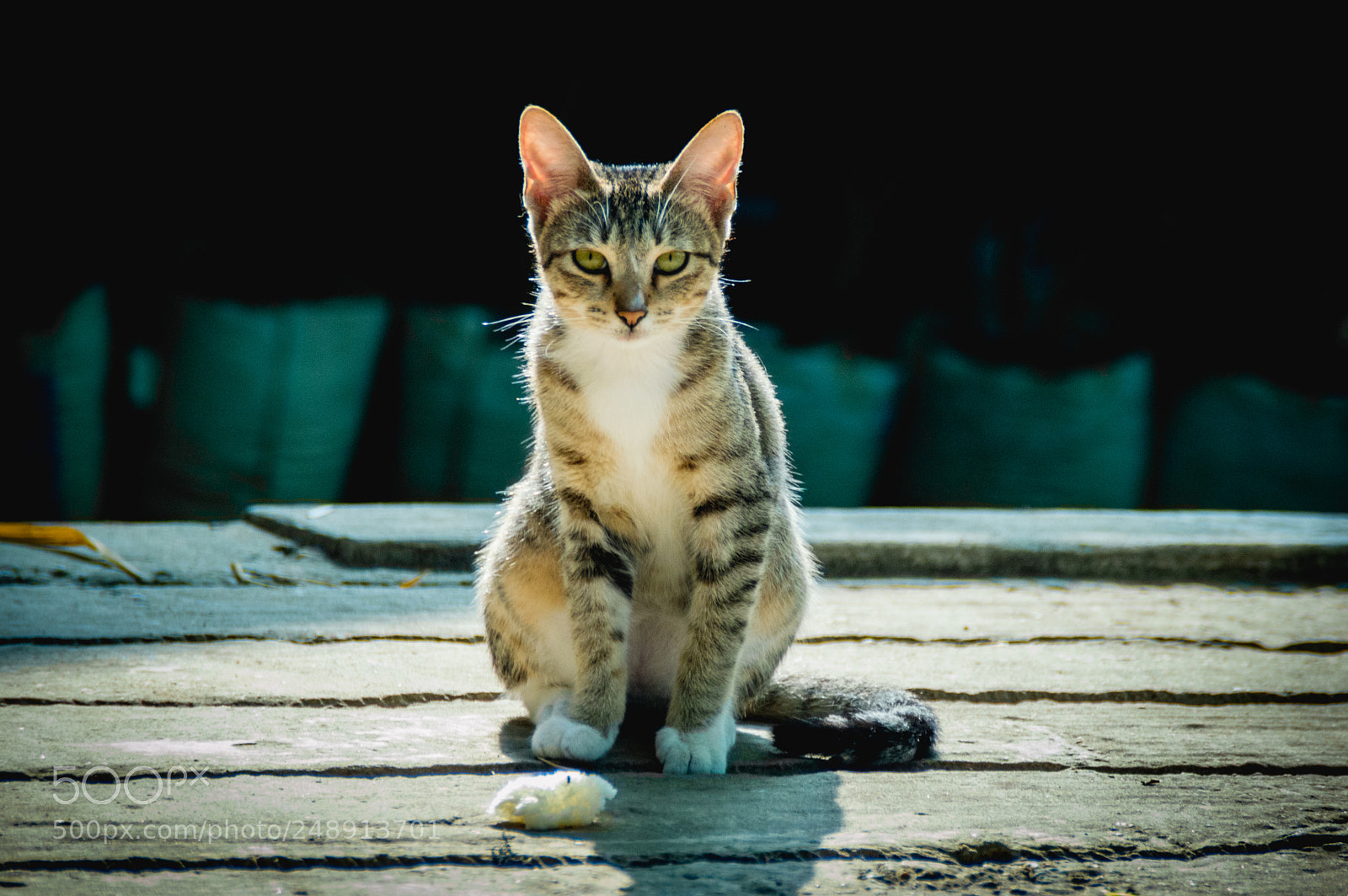 Nikon D3200 sample photo. Kitty photography
