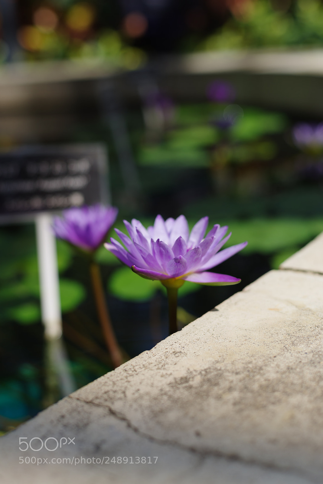 Pentax K-1 sample photo. Lotus photography