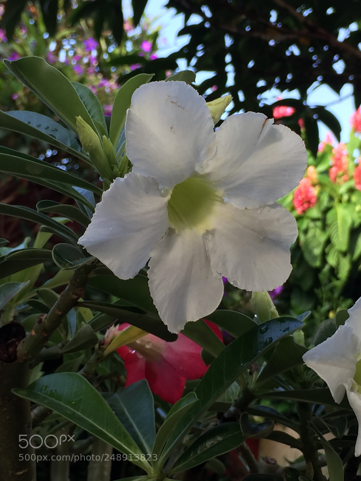 Apple iPhone 6 sample photo. Untitled photography
