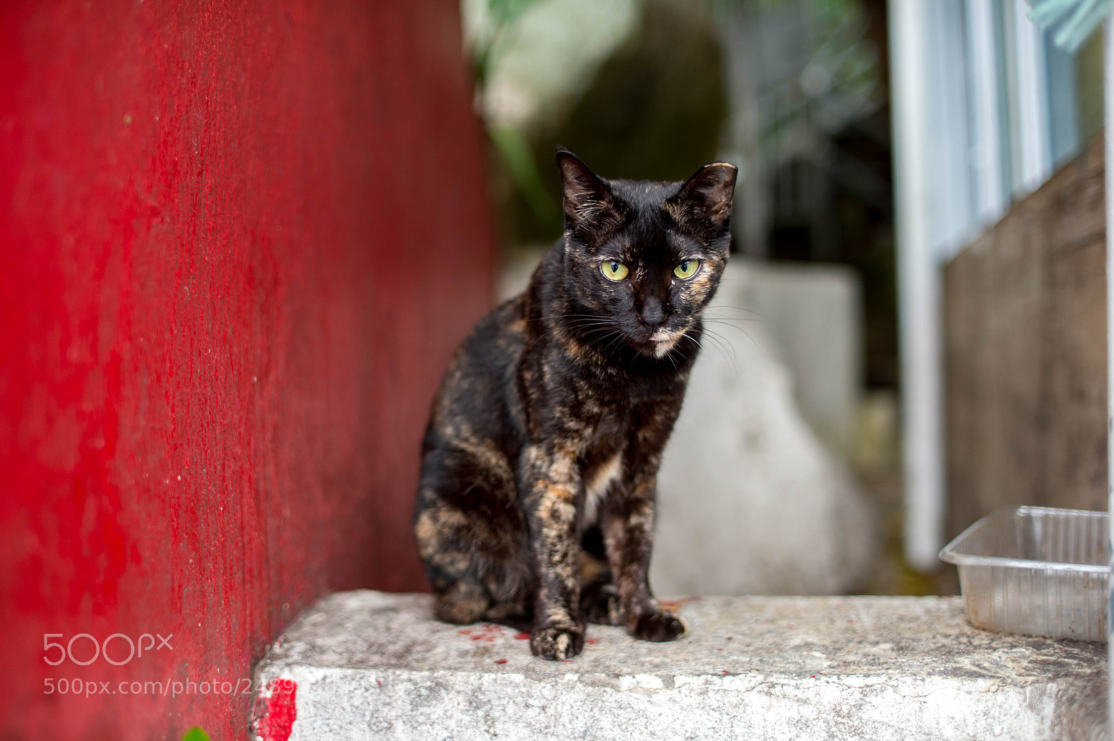 Nikon Df sample photo. Cat photography