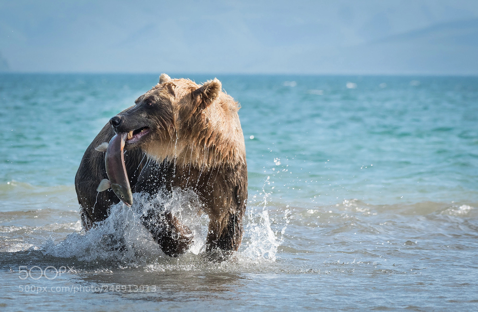 Nikon D810 sample photo. Catch of the day photography