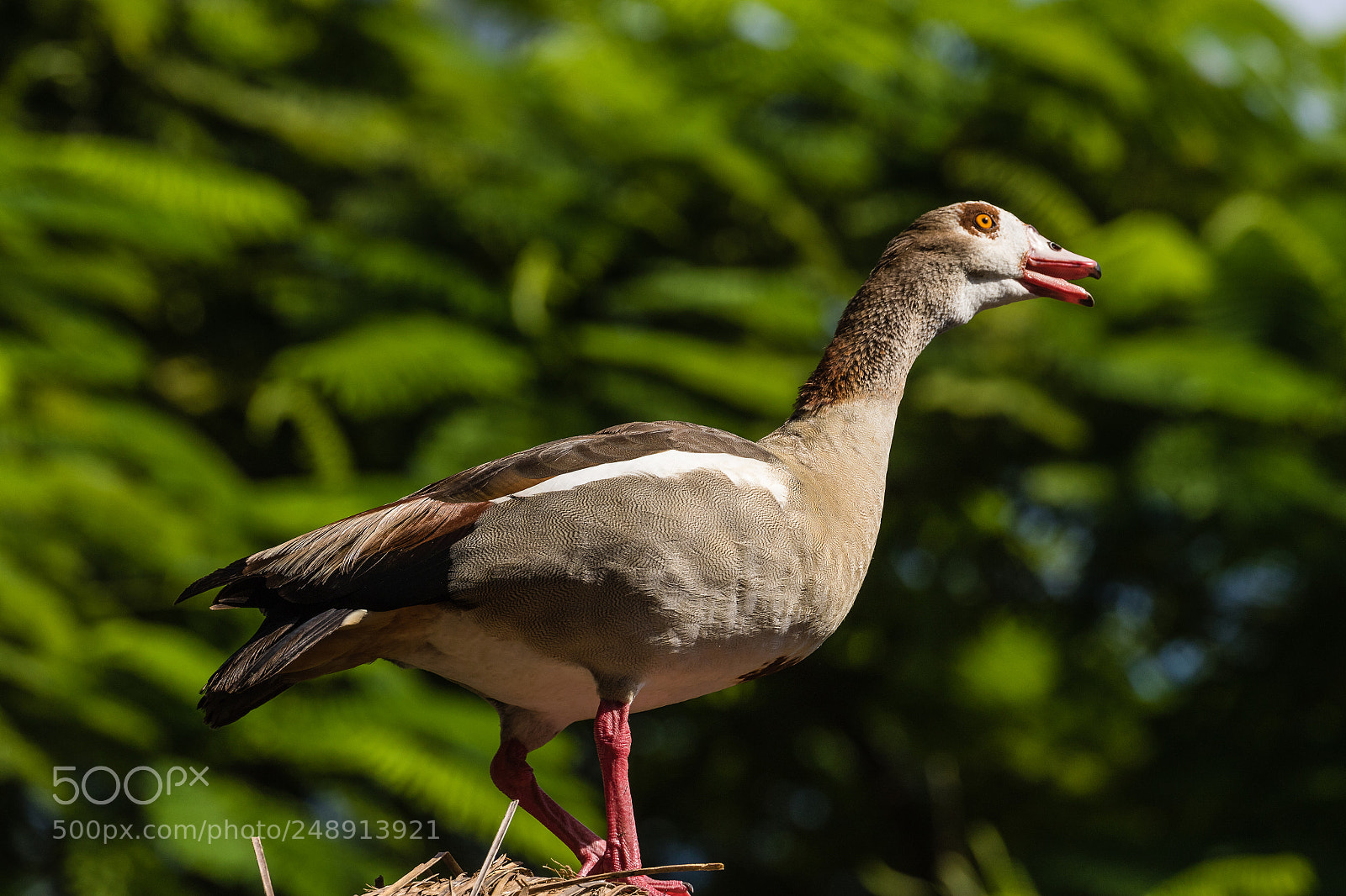 Canon EOS 7D Mark II sample photo. Calling goose photography